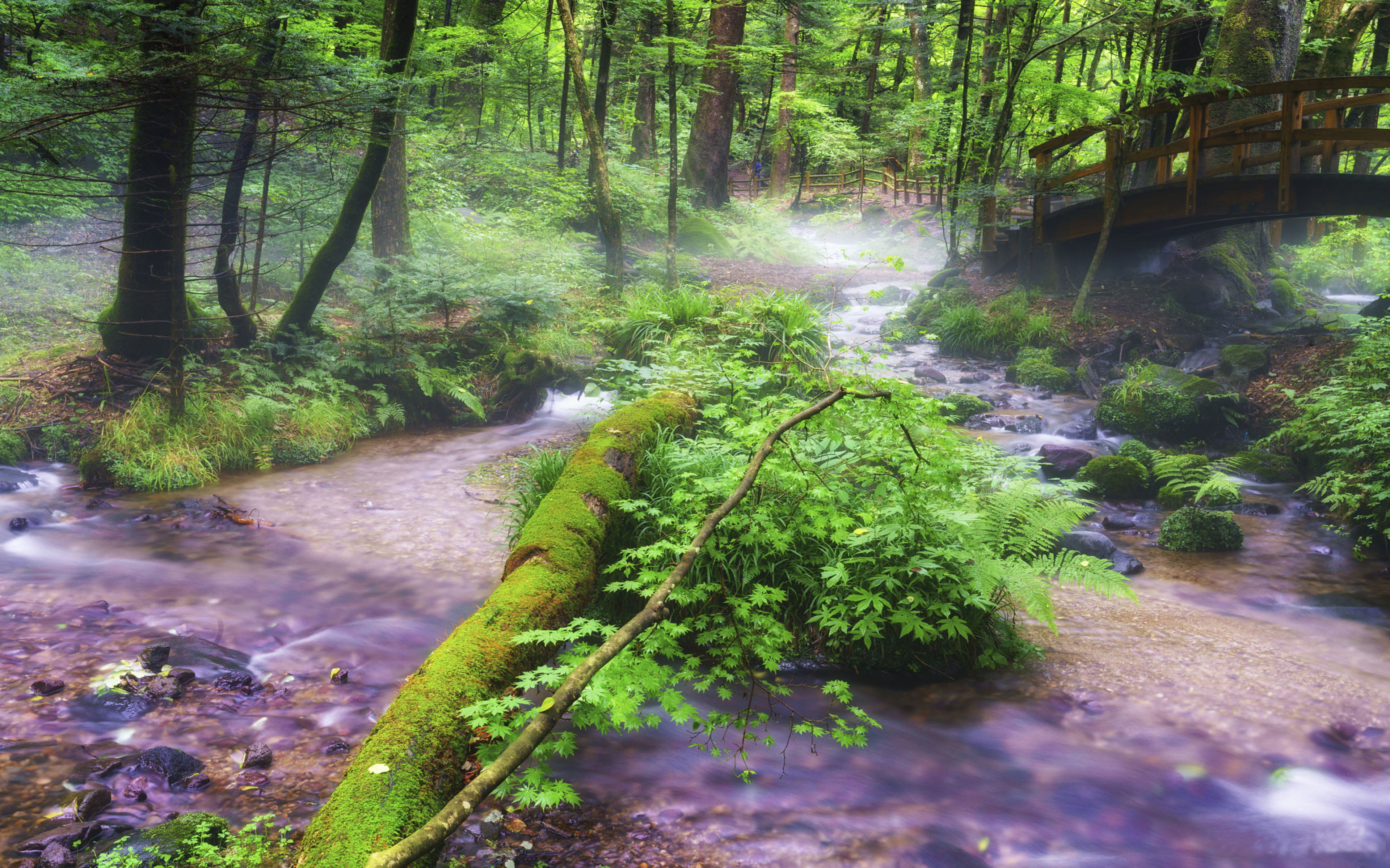 green, moss, evaporation, fog, land, nature, stream, tochigi, syohjinsawa, trunk, flowing water, pc, scenics - nature, outdoors, growth, beauty in nature, HD Wallpaper