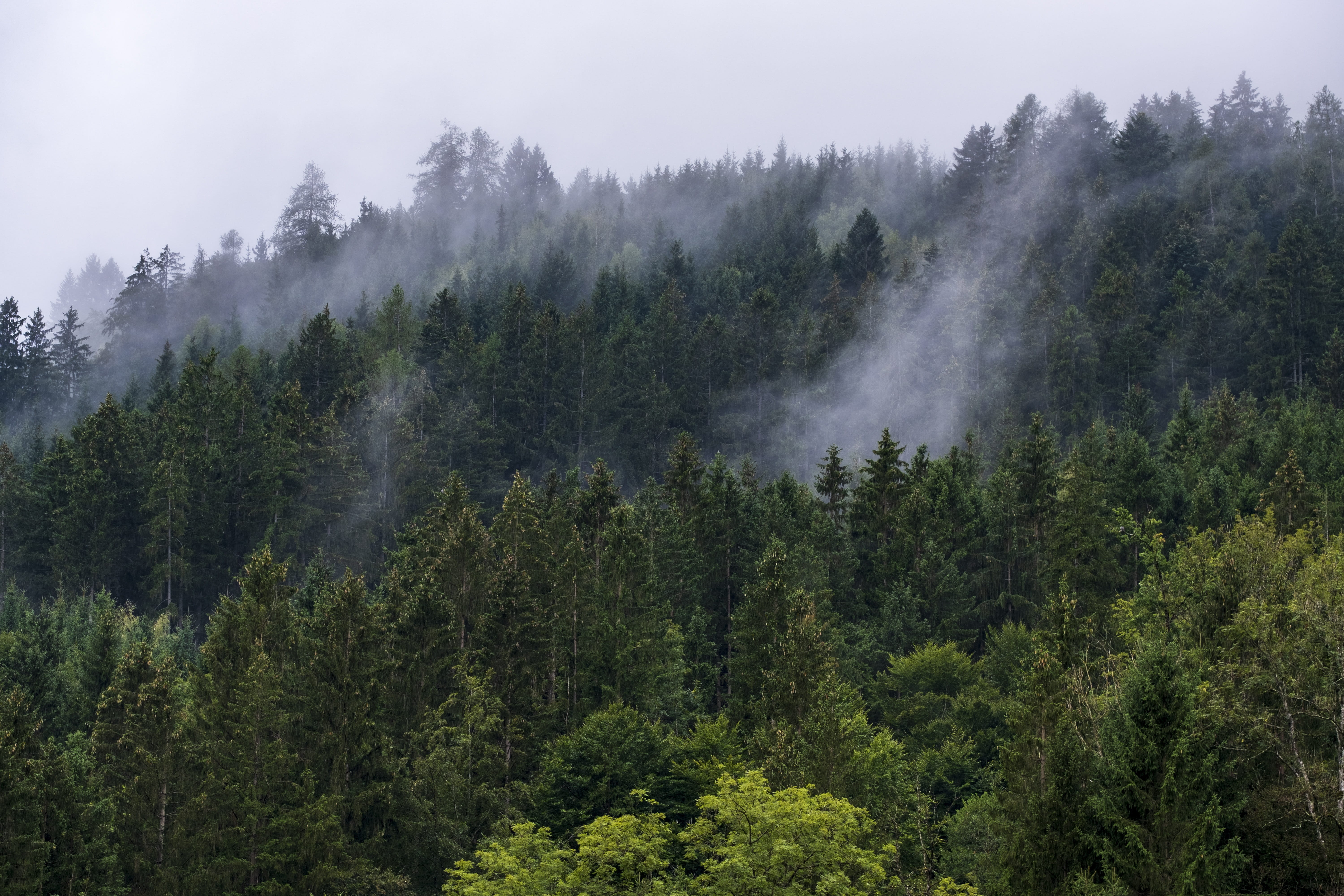 non-urban scene, idyllic, trees, green color, mountain, fog, haze, coniferous tree, landscape, evergreen tree, tranquility, evaporation, no people, growth, HD Wallpaper