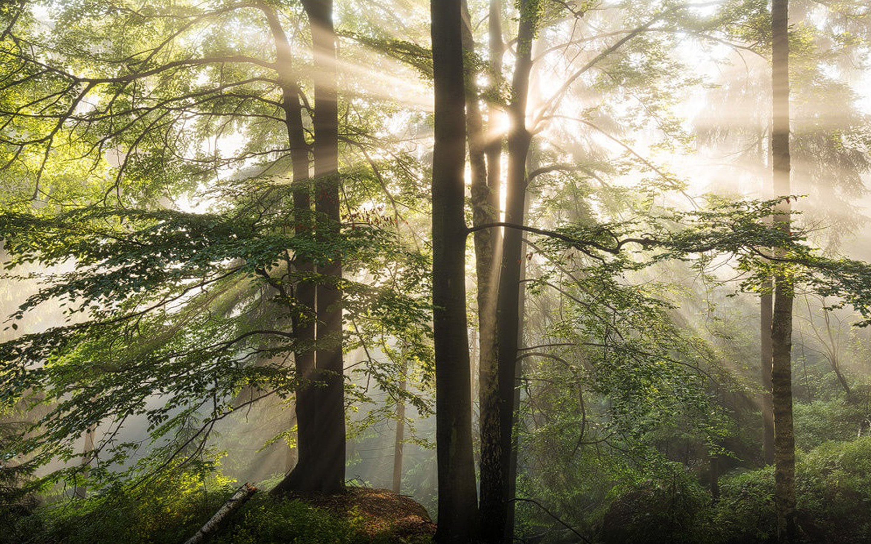 streaming, non-urban scene, tranquil scene, no people, growth, sunbeam, saxon, plant, day, bamboo - plant, nature, sunlight, tranquility, resolution, forest, HD Wallpaper