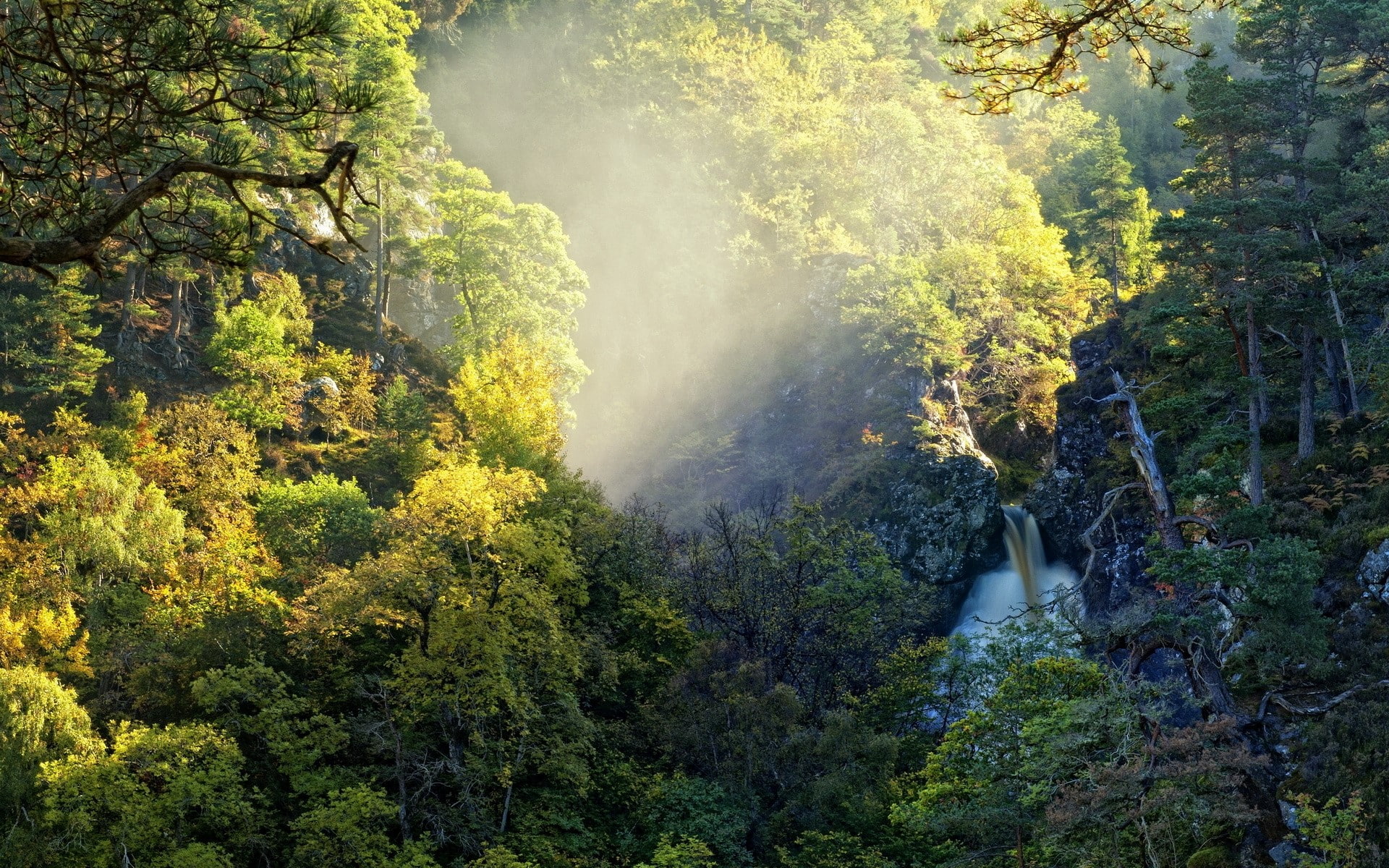 tranquil scene, Light, Damp, beauty in nature, Stream, outdoors, tree, green color, tranquility, scenics - nature, 1080P, environment, non-urban scene, HD Wallpaper