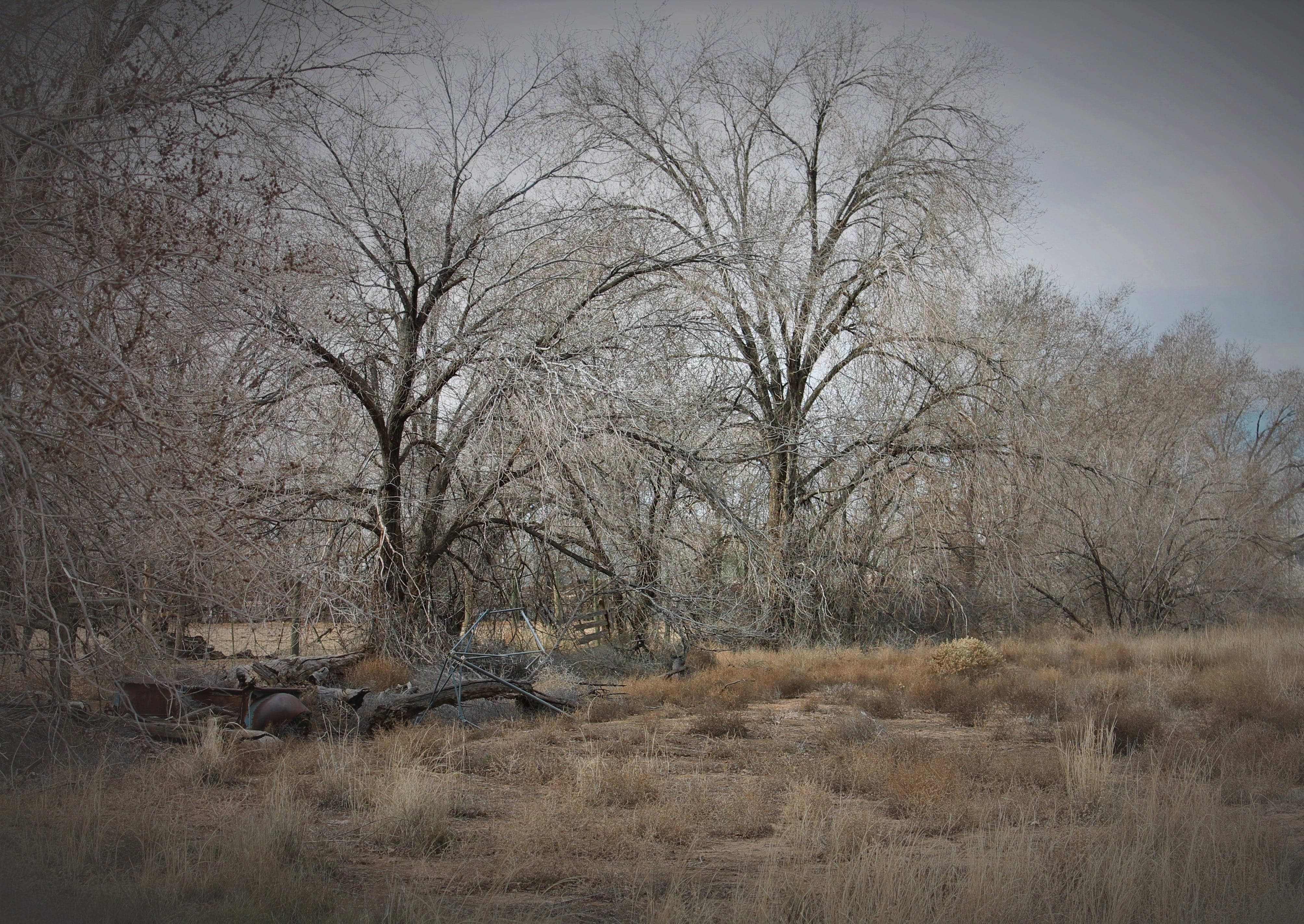 bare tree, outdoors, environment, mammal, Southwest, cottonwood tree, animals in the wild, herbivorous, animal, hayfever, amber avalona, New Mexico, weeds, HD Wallpaper