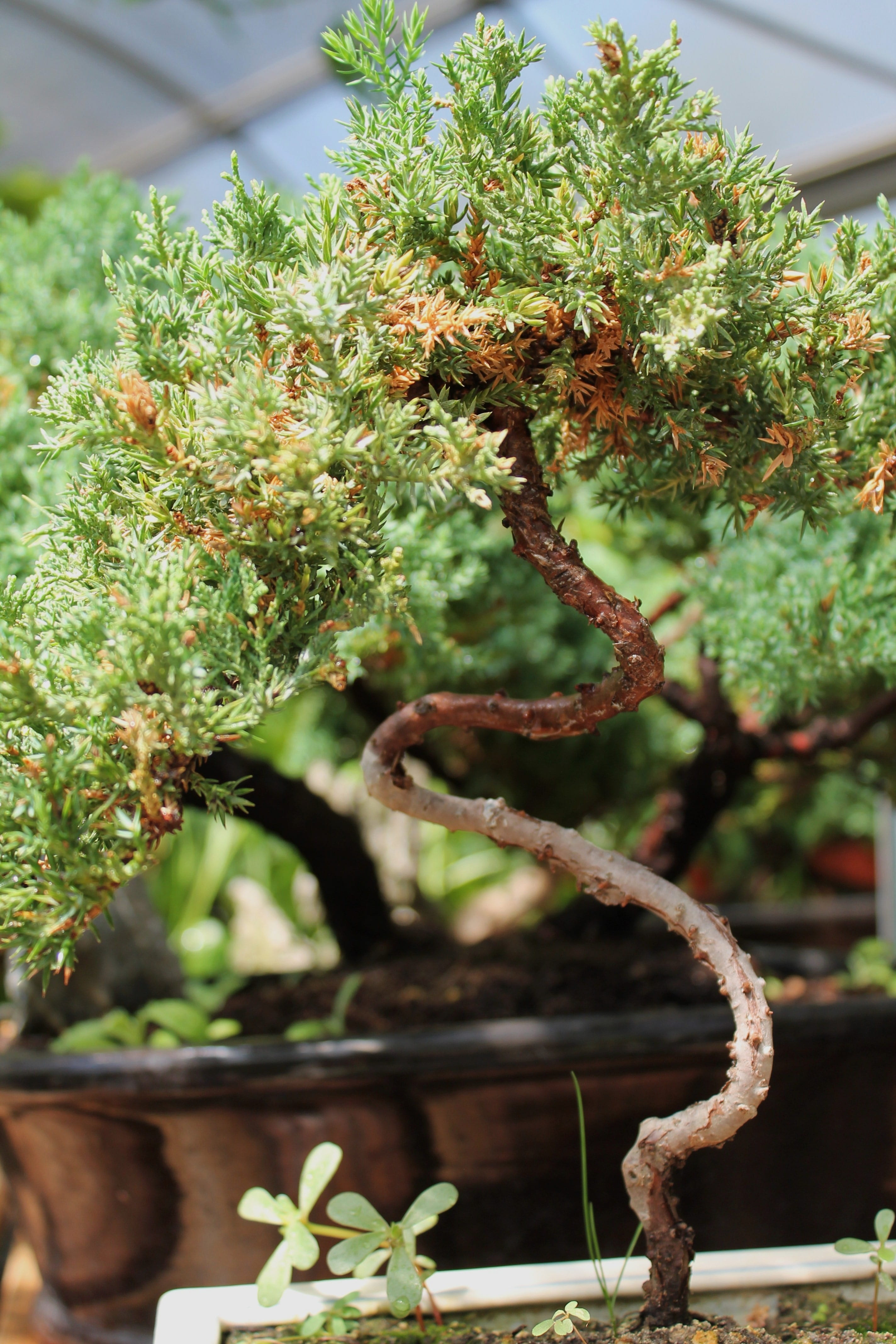 potted, small scrub, no people, outdoors, sunlight, 4K, potted plant, botany, leaf, chinese art, ornamental tree, plant part, close-up, miniature tree, Phone HD Wallpaper