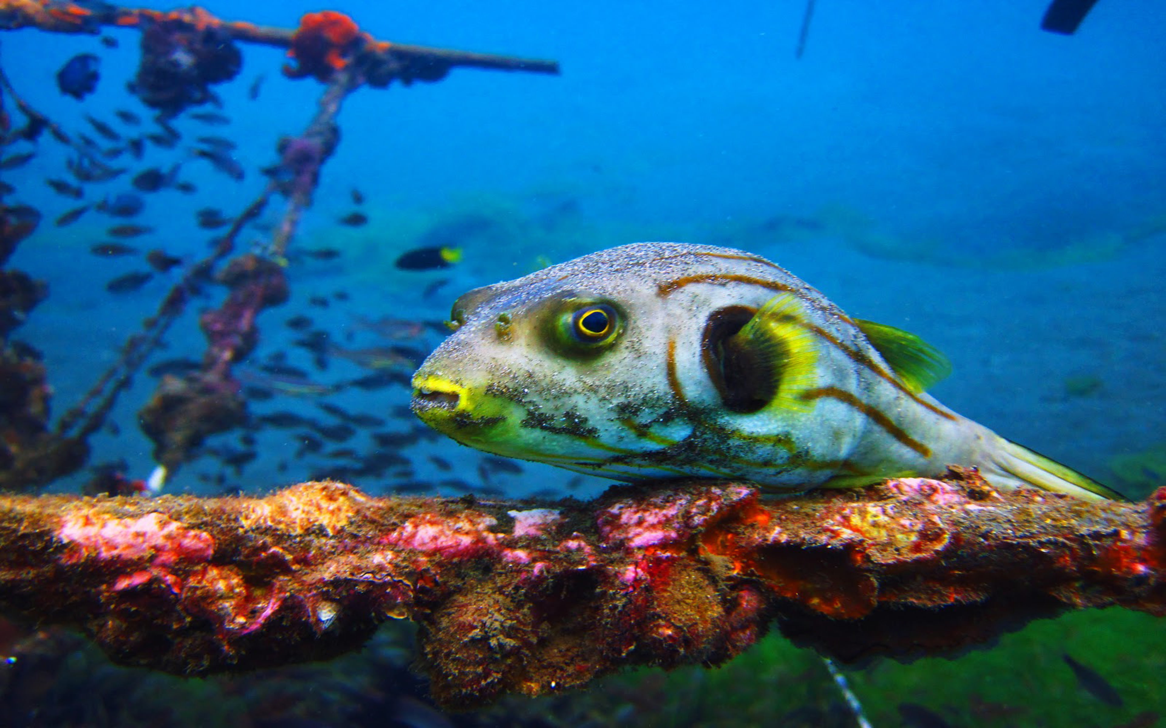 picture, exotic, 4K, fish, ampat, raja, HD Wallpaper