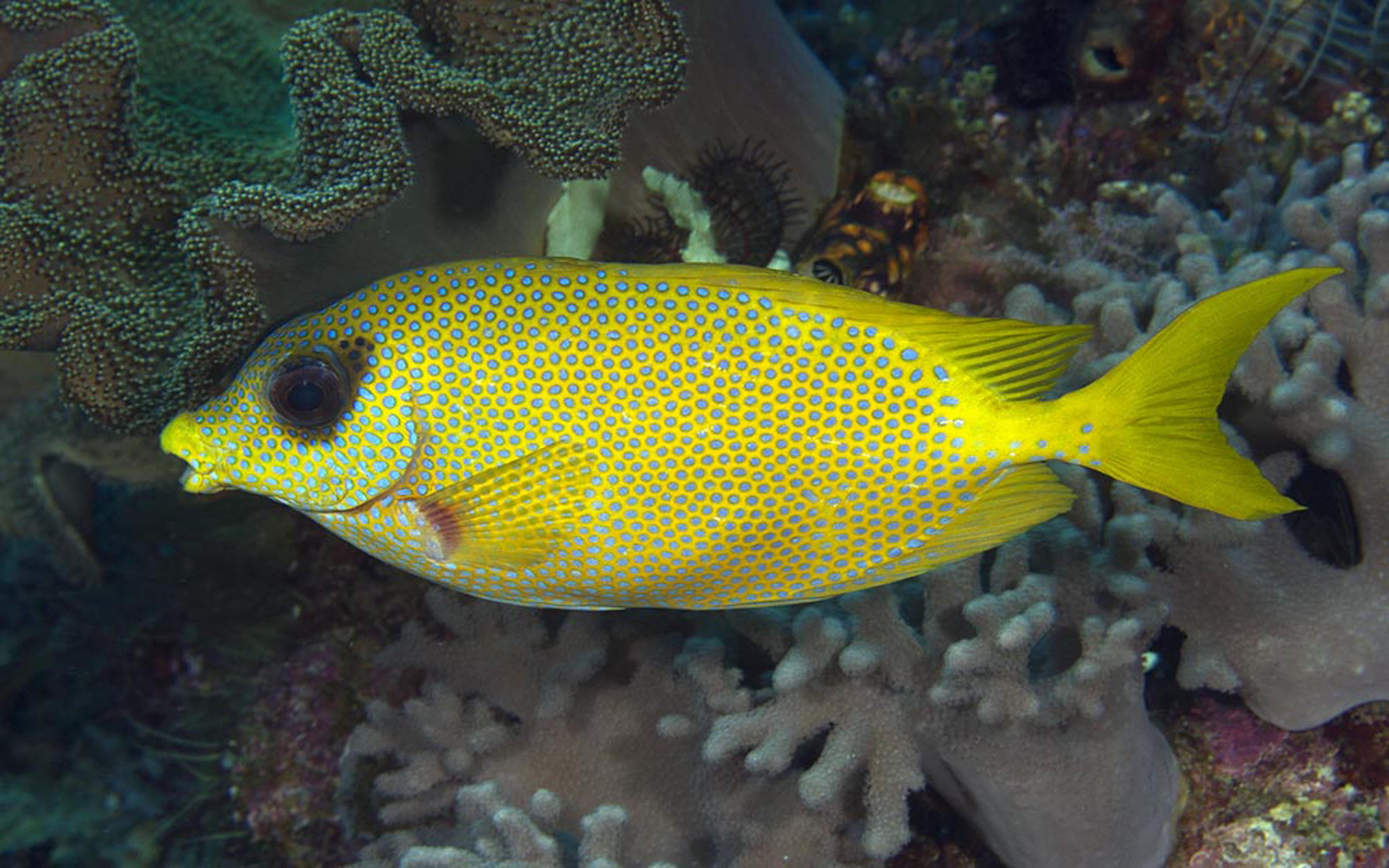 animal wildlife, 4K, indonesia, marine, no people, raja, sea life, sea, vertebrate, animal themes, rabbitfish, tropical climate, eco, reef, coral, nature, HD Wallpaper