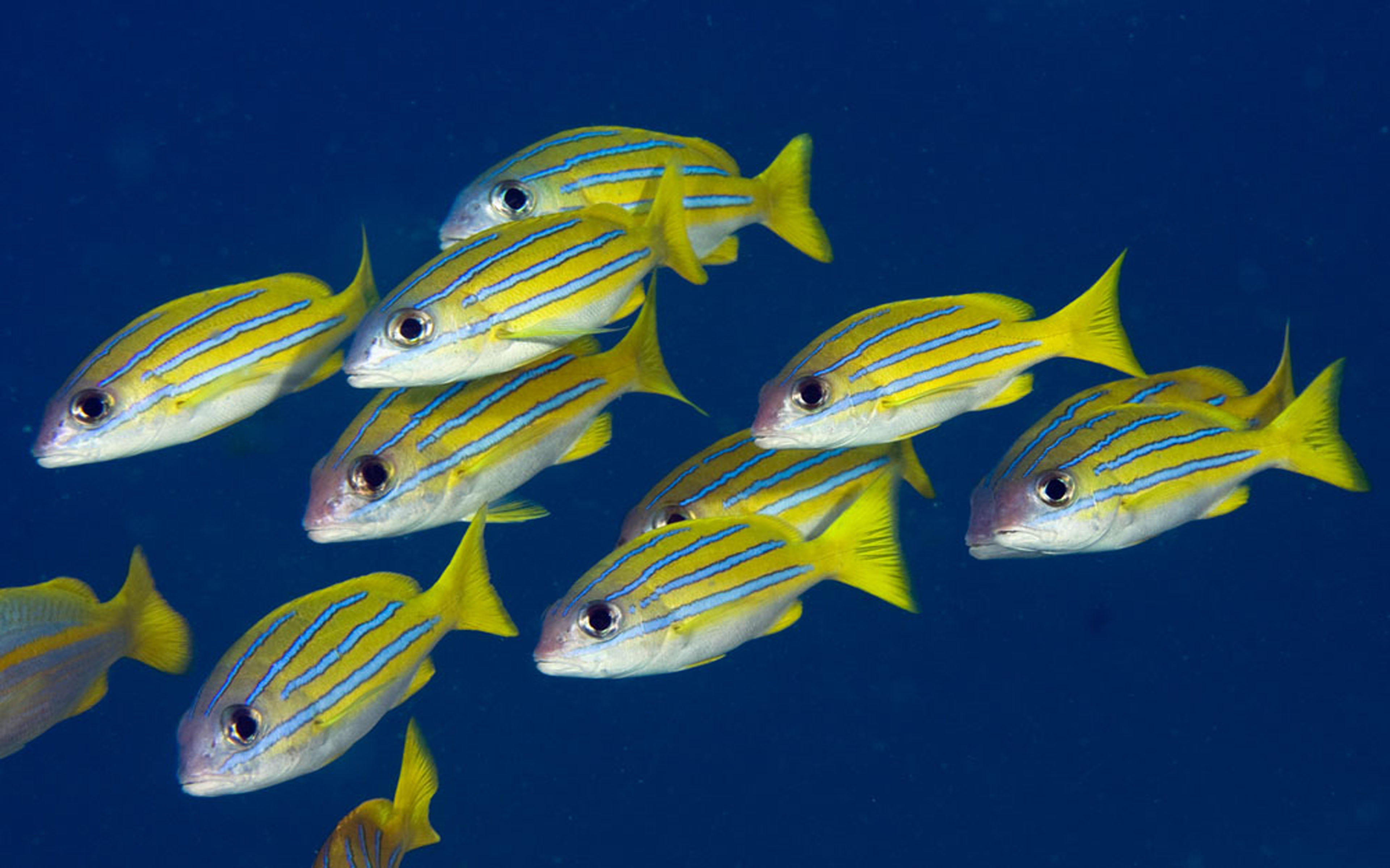 sea, hd, undersea, snapper, swimming, group of animals, water, school, fish, raja, bluestripe, marine, no people, kasmira, animal, animals in the wild, HD Wallpaper