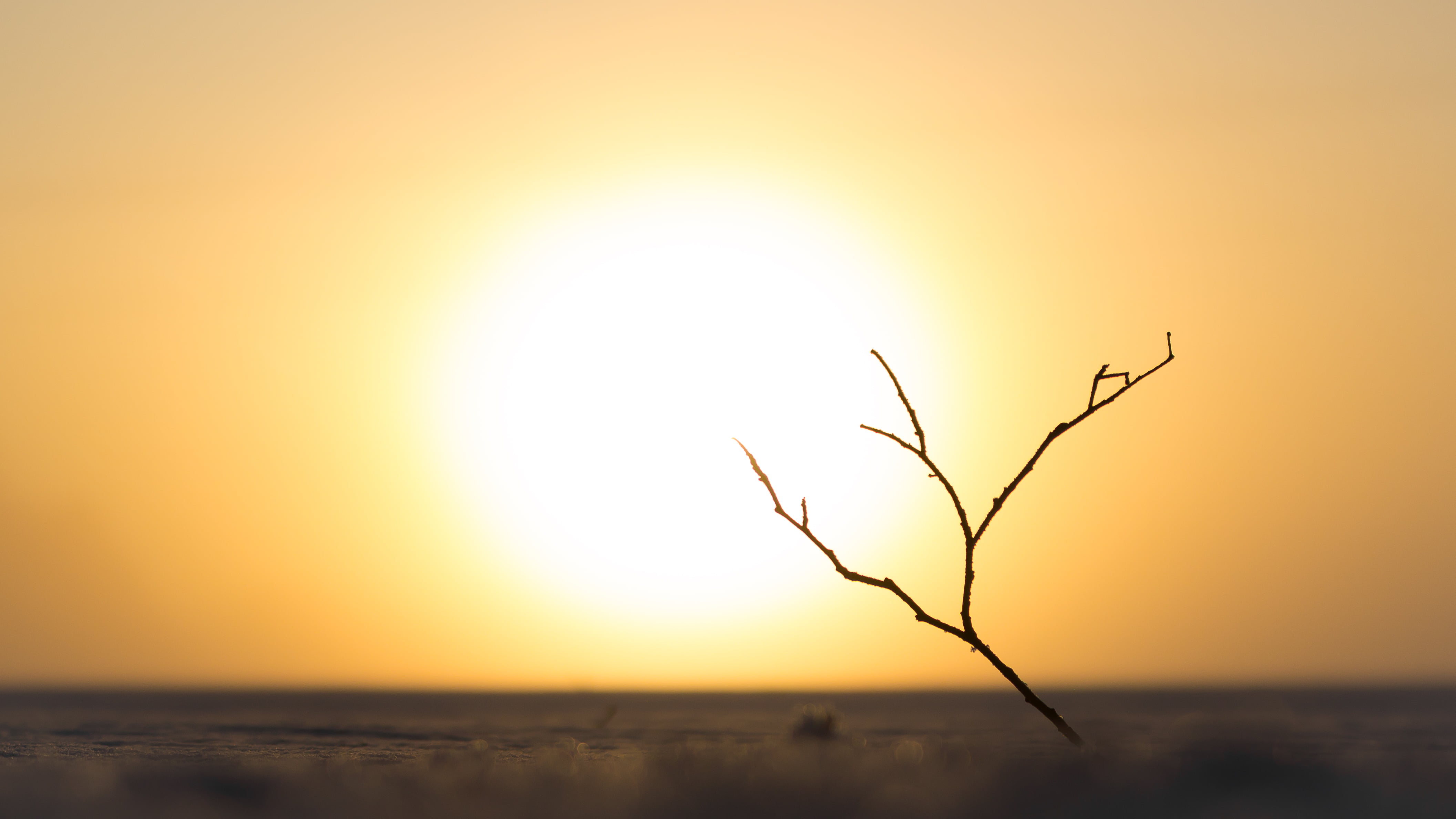 fog  light, golden sky, photography, macro, landscape, micro, tree, 4K, sky, miniature, golden light, sun, hansen, sunrise, withered, golden, vegar, HD Wallpaper