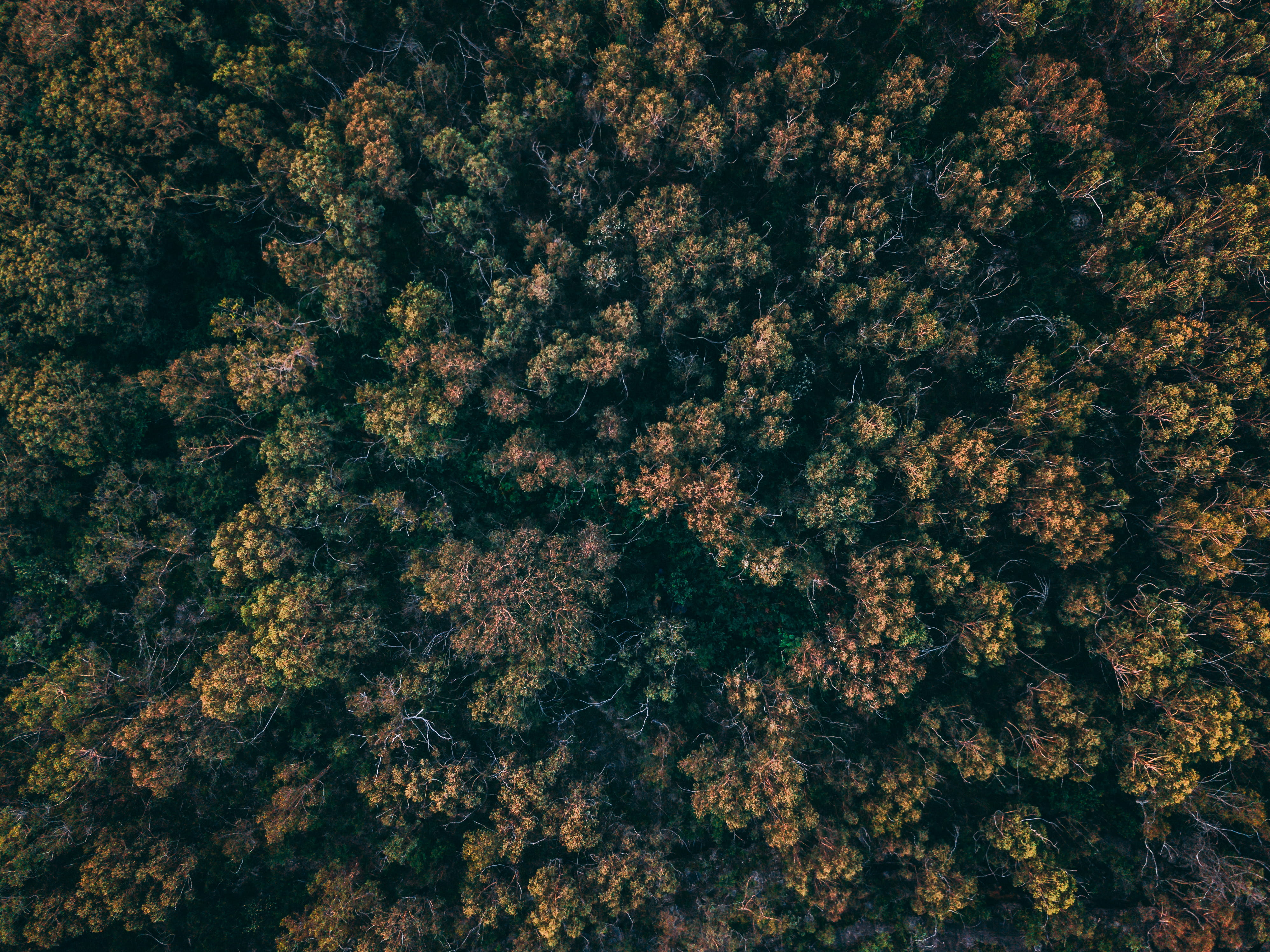 aerial, backgrounds, birdseye, adventure, colour, art, land, pattern, texture, plant, full frame, no people, sea, blue mountains, tranquility, drone, trees, HD Wallpaper