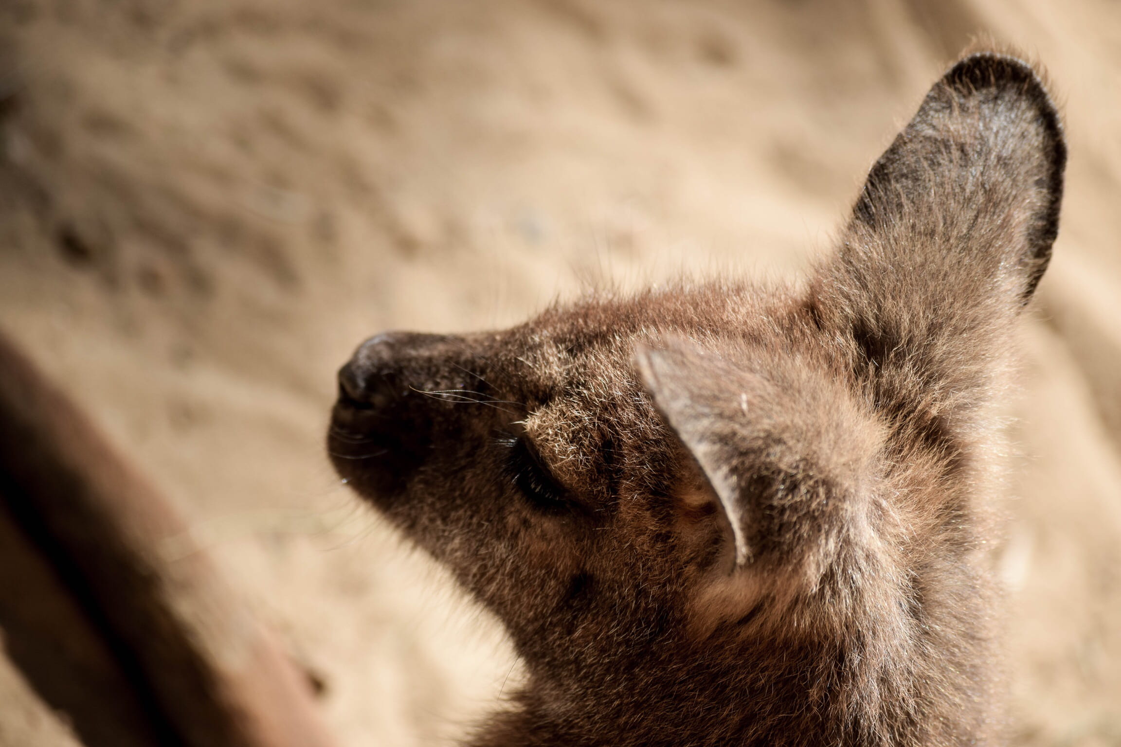 desert, animal wildlife, gray, nature, animal nose, wildlife, shift, photo, 1080P, close up, domestic animals, new, no people, birdseye, rodent, wallaby, HD Wallpaper