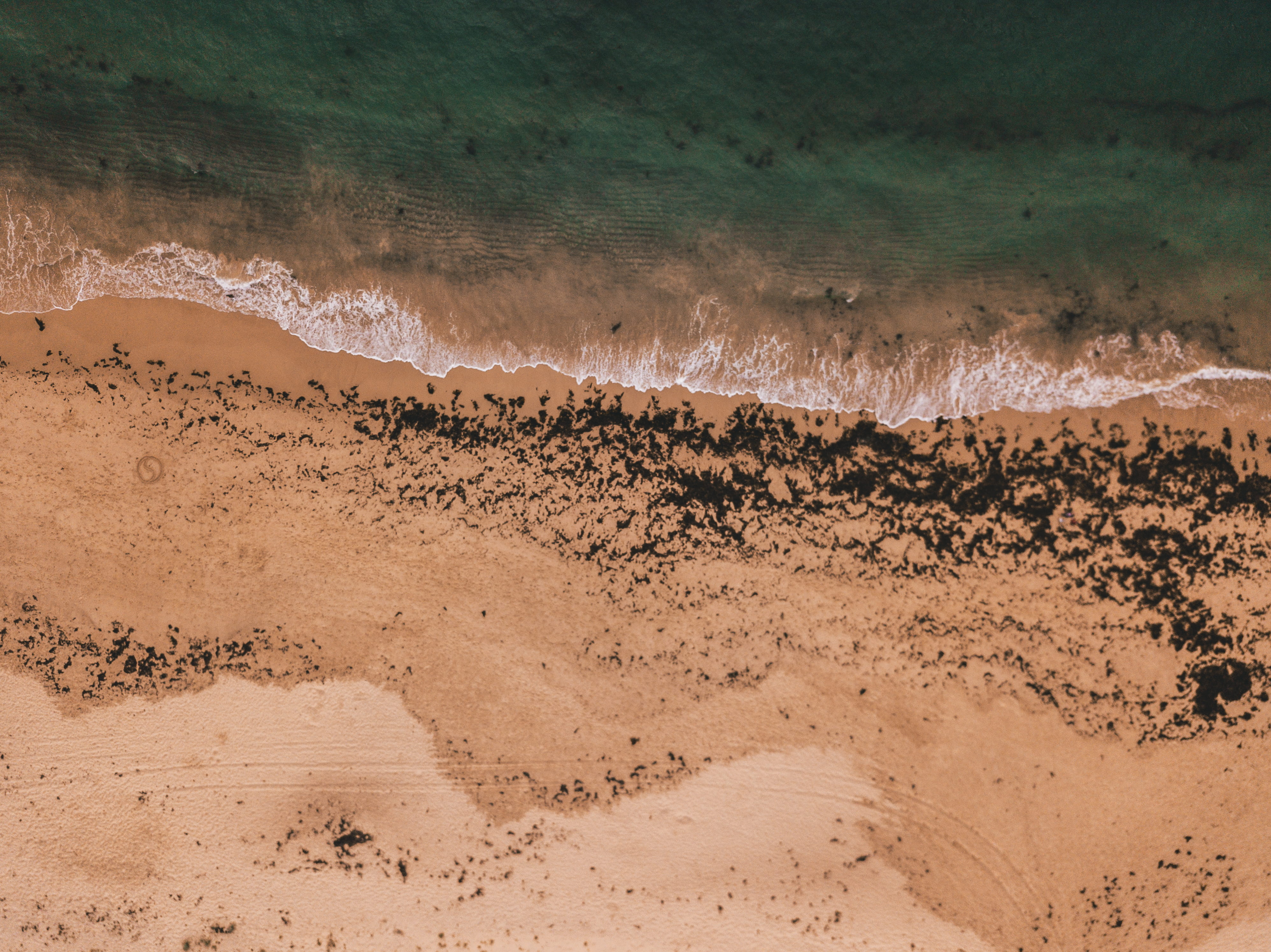 herd, land, soil, water, vertebrate, animal, nature, scenery, outdoors, bird, non-urban scene, birdseye, sea, aerial view, environment, flock of birds, HD Wallpaper