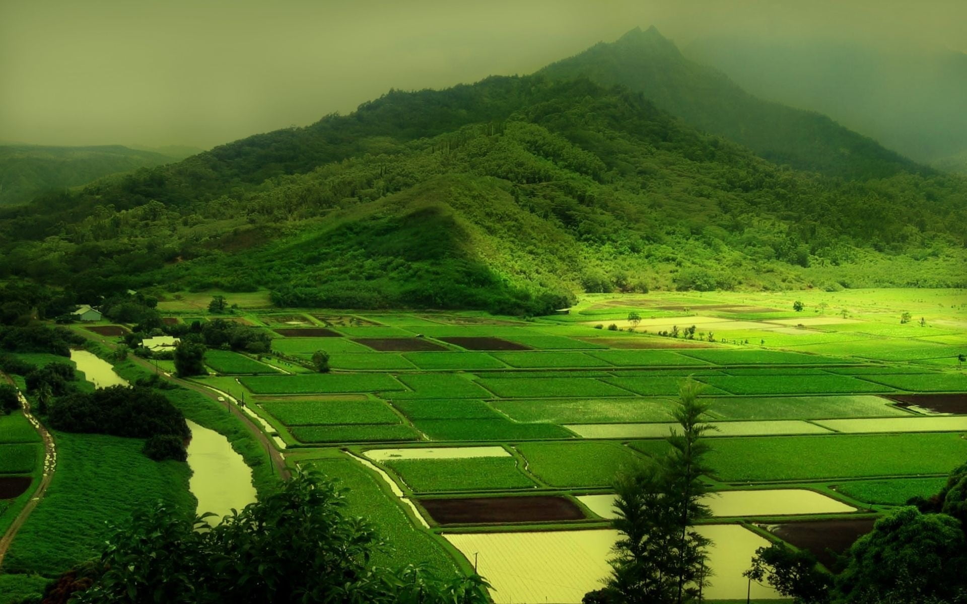 environment, green color, scenics - nature, mountain, green, fields, Scenery, plantation, Nature, high angle view, field, birdseye, growth, farm, tree, HD Wallpaper