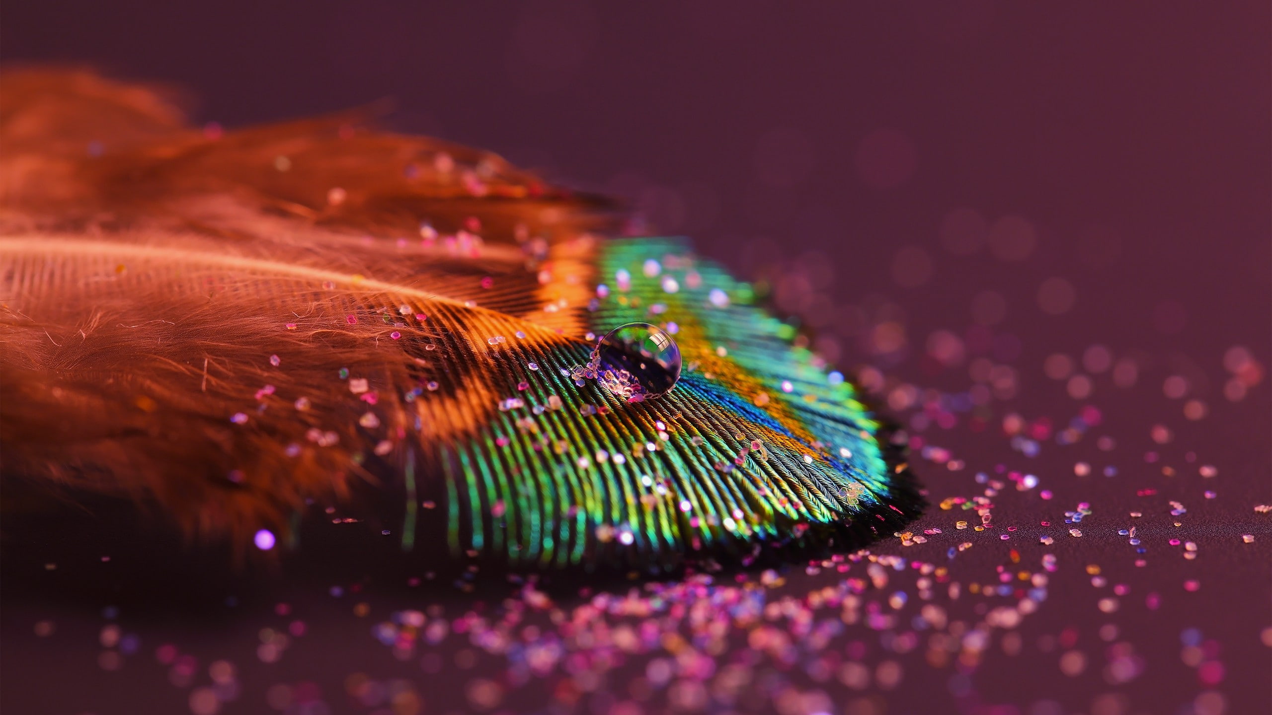 close-up, multi colored, fiber optic, black background, light - natural phenomenon, indoors, Richard Mohler, nature, beauty in nature, studio shot, feather, HD Wallpaper