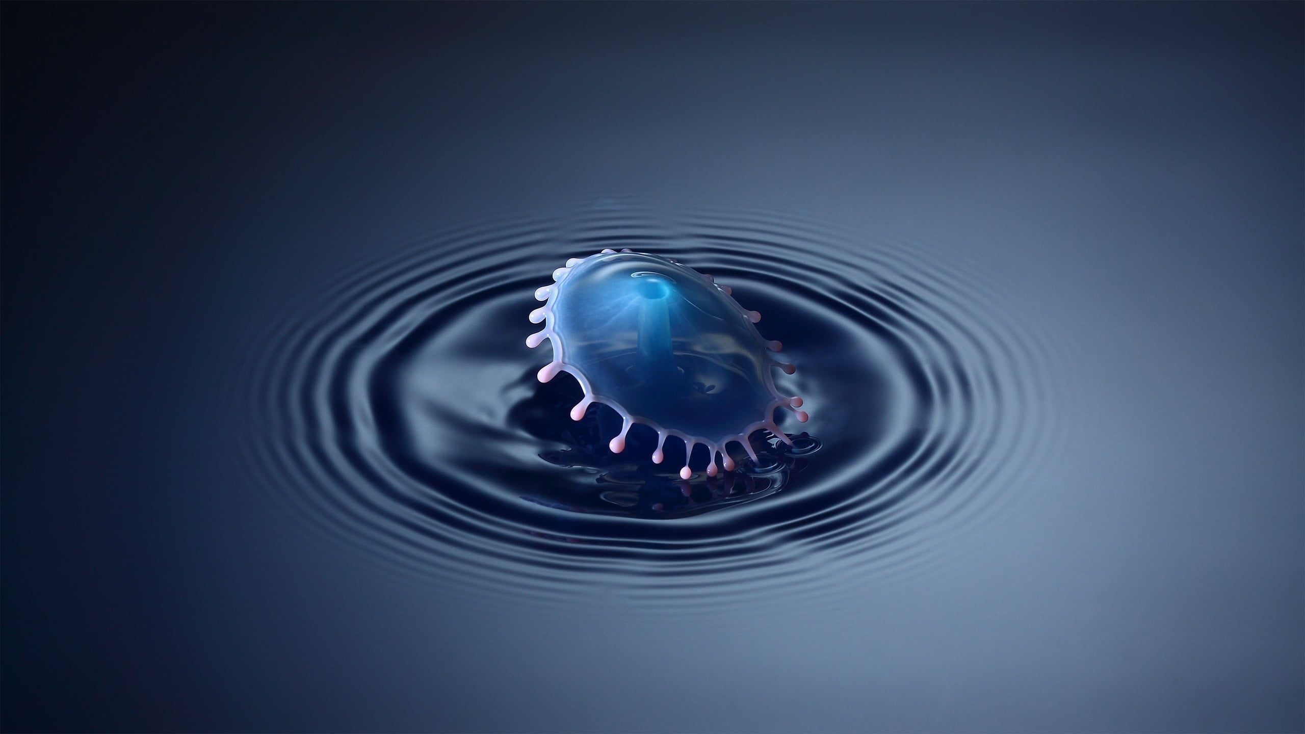 animals in the wild, swimming, droplet, concentric, underwater, blue, marine, sea, motion, animal themes, Richard Mohler, animal wildlife, water, 2K, no people, HD Wallpaper