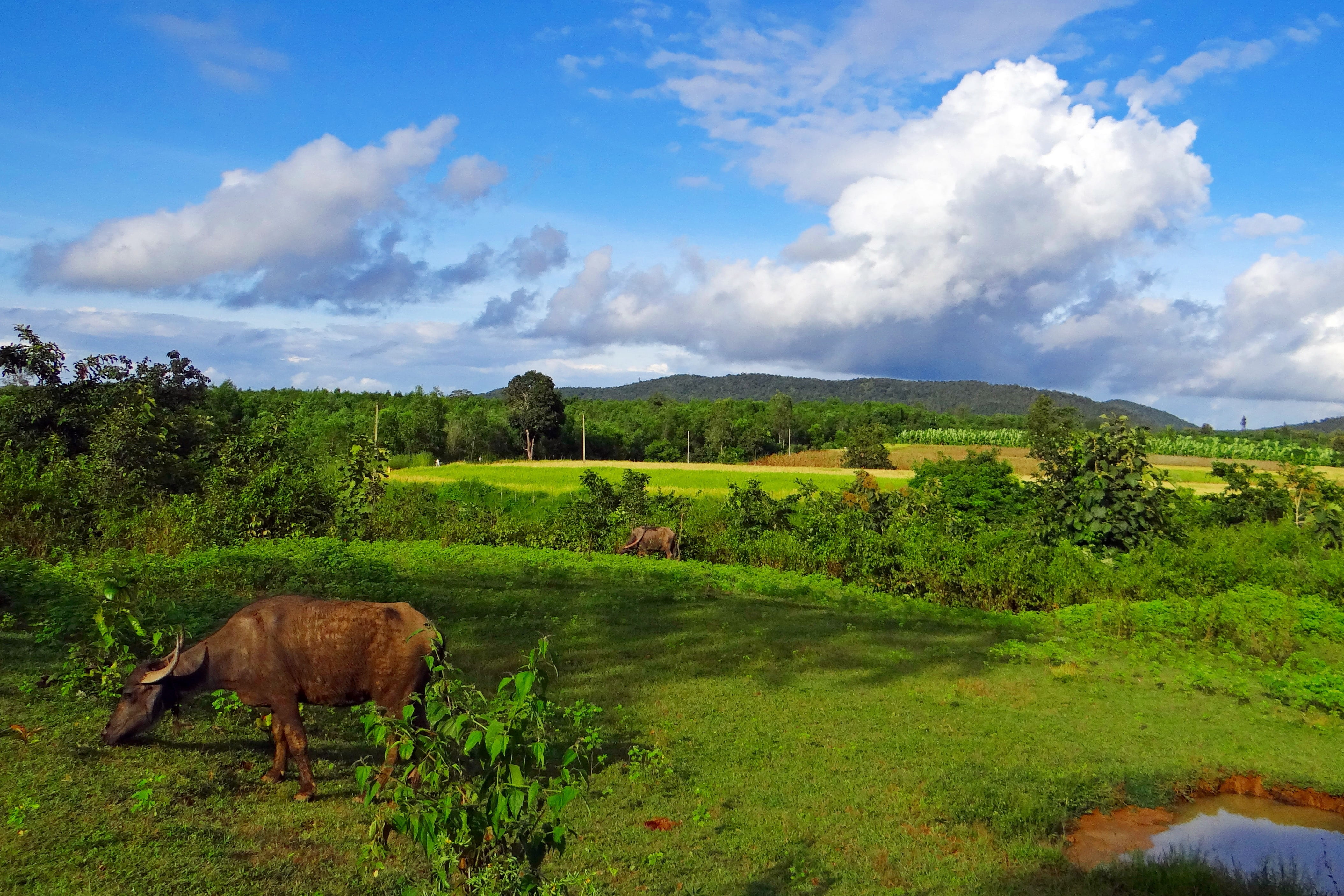 nature, agriculture, landscape, grass, scenic, land, rural scene, stratocumulus-clouds, animal themes, outdoors, mammal, countryside, beauty in nature, HD Wallpaper