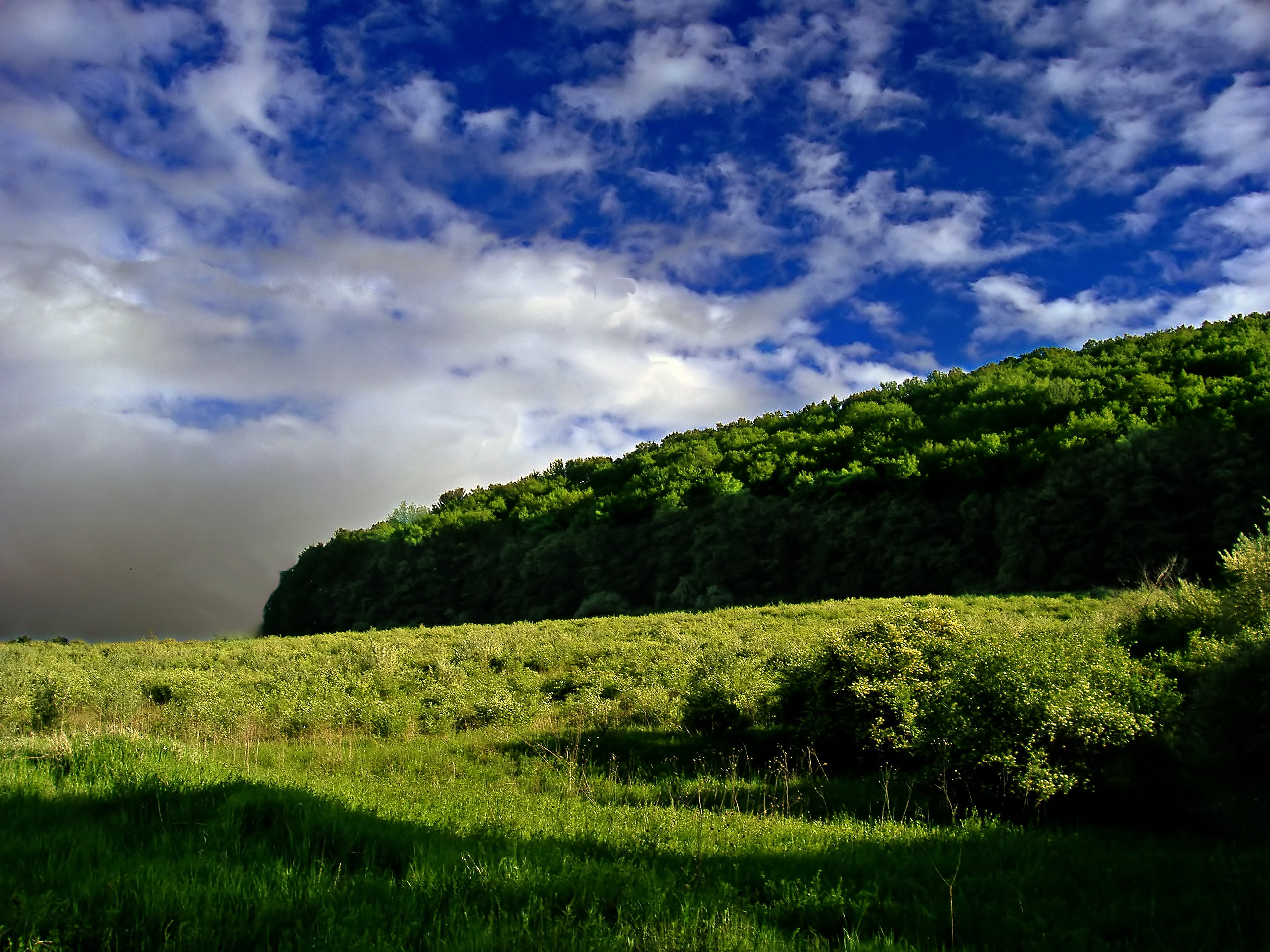 tree, Sussex County, sky, Delaware Water Gap National Recreation Area, blue, rural, summer, cloud - Sky, Woods, blue sky, grass field, daytime, Wallpack, HD Wallpaper