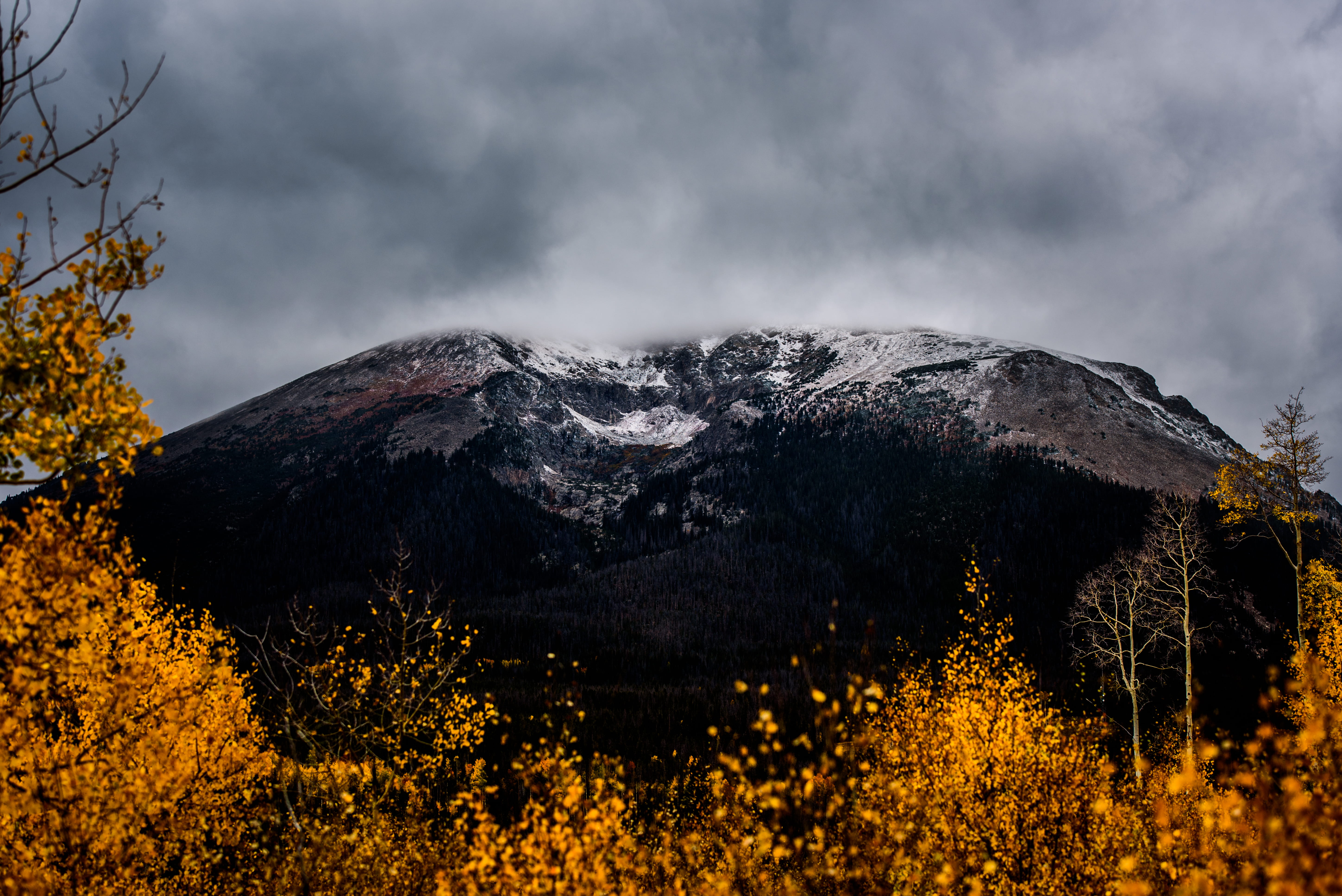 near, forest, yellow, tranquil scene, plants, clouds, environment, land, autumn, no people, cloud - sky, overcast, plant, covered, snowcapped mountain, HD Wallpaper