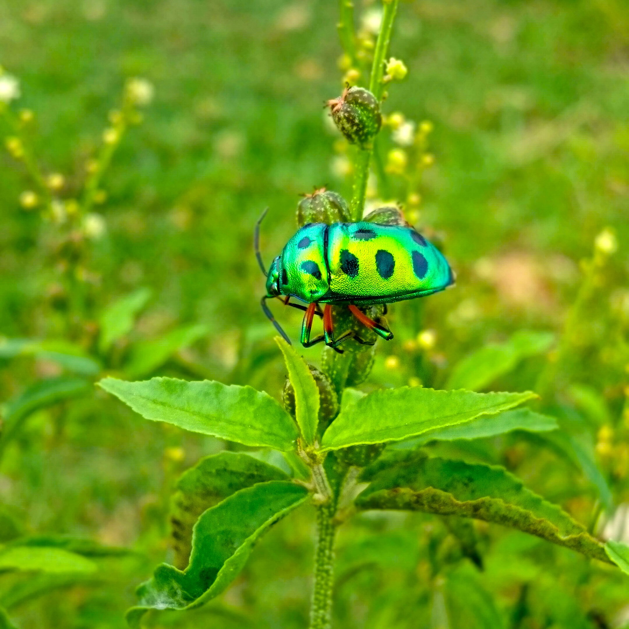 nature, Sri Lanka, insect, 1080P, Phone HD Wallpaper