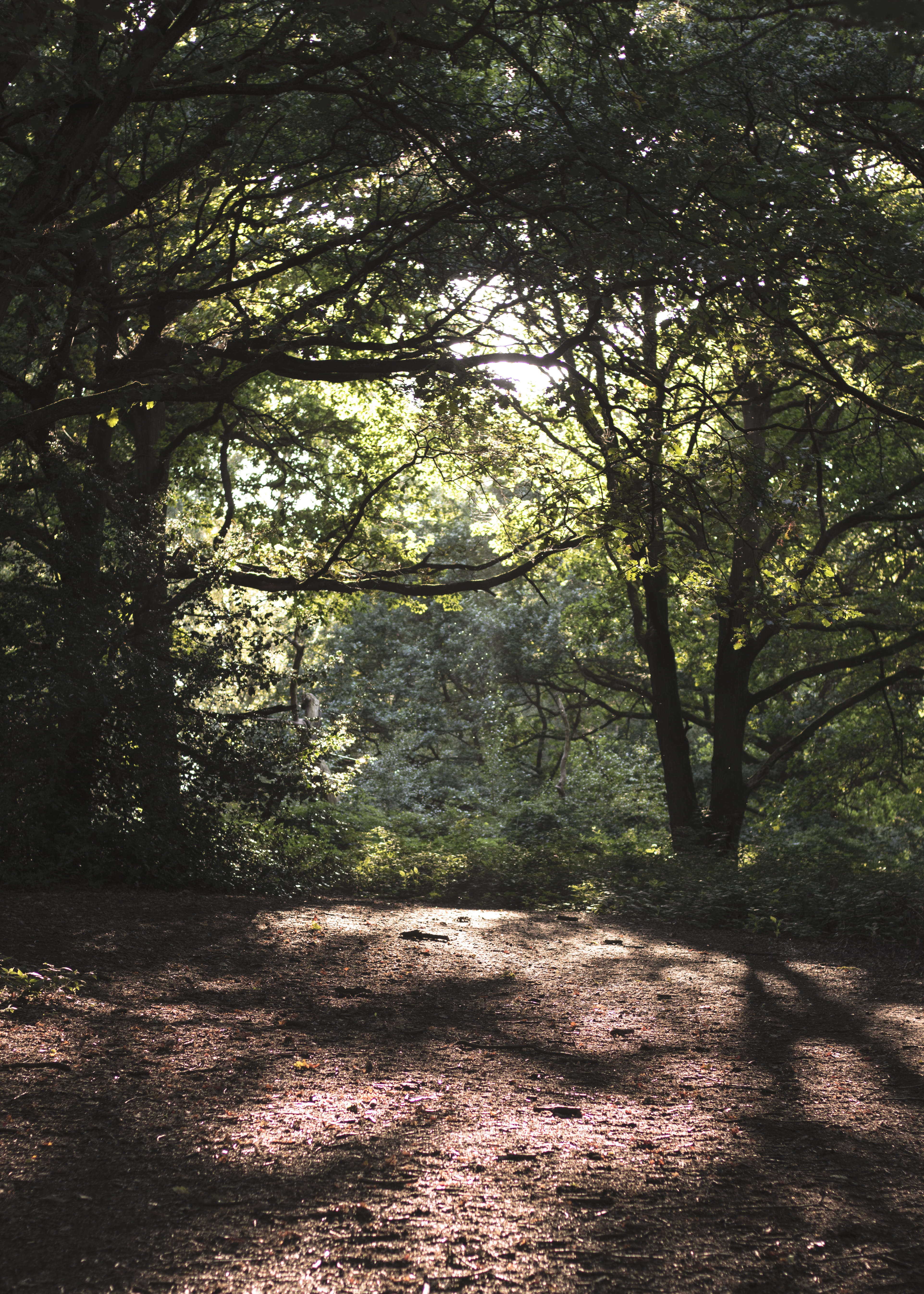 tranquility, branch, beautiful, land, beauty in nature, landscape, nature, woodland, tranquil scene, amazing, no people, united kingdom, day, outdoors, Phone HD Wallpaper