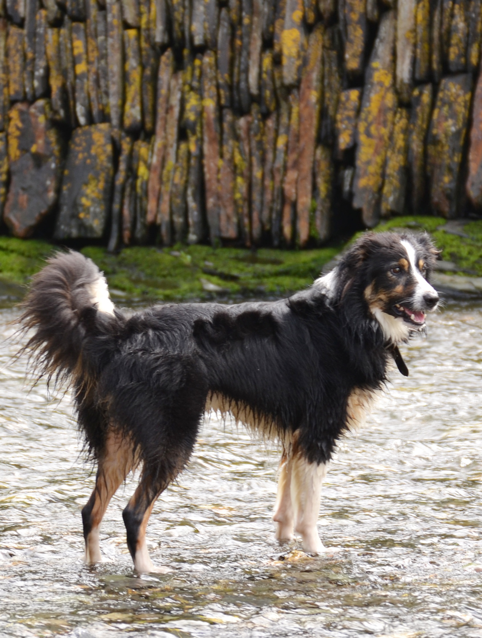 day, standing, border collie, pet, nature, sheepdog, looking, collie, animal themes, playing, motion, one animal, animal, land, mammal, pets, tricolour, Phone HD Wallpaper