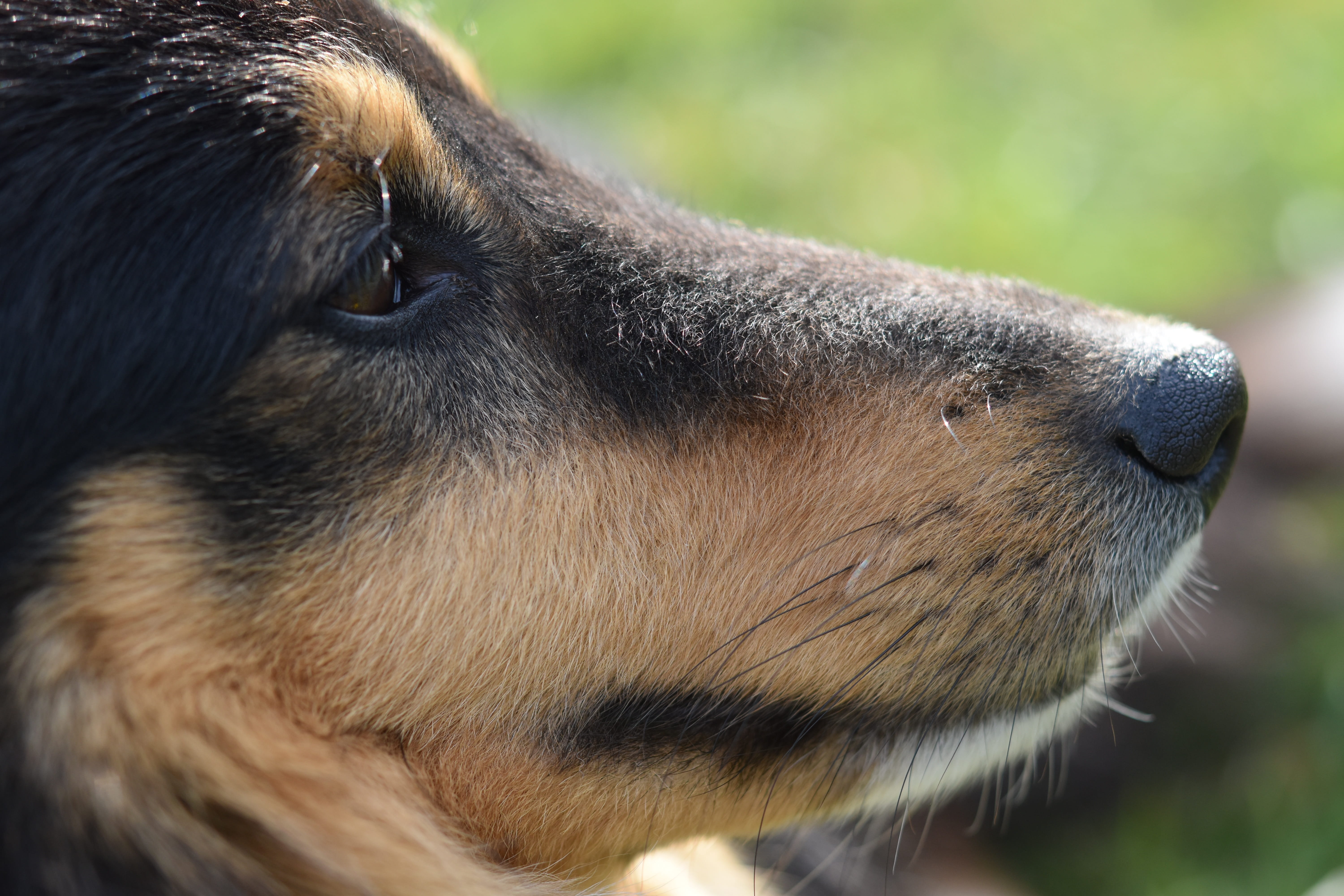 animal eye, animal head, portrait dog profile, vertebrate, animal nose, whisker, one animal, pets, canine, domestic, snout, outdoors, mammal, domestic animals, HD Wallpaper