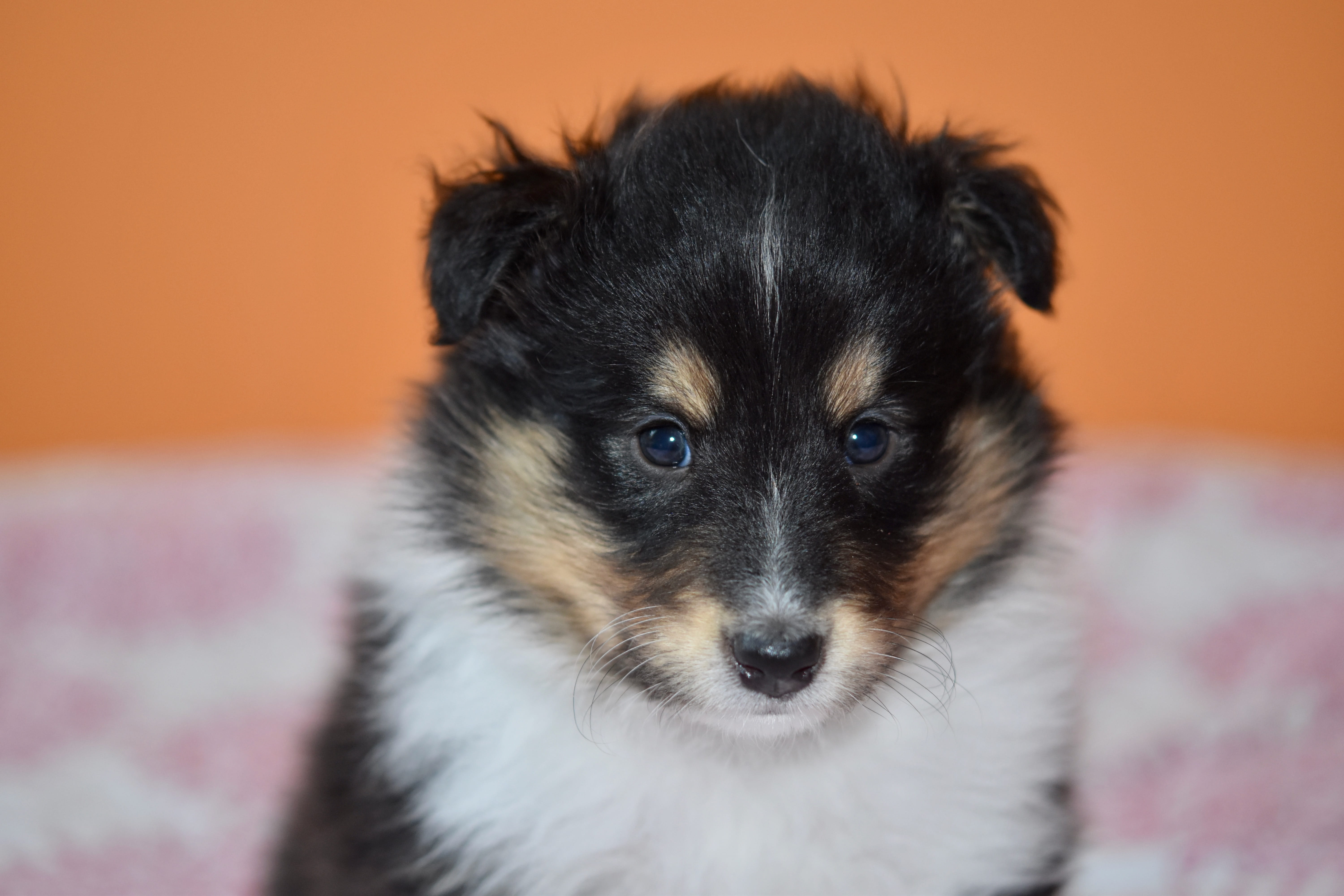 dog, orange background, no people, domestic, small, domestic animals, vertebrate, pets, shetland sheepdog tricolour, animal head, looking at camera, portrait, HD Wallpaper