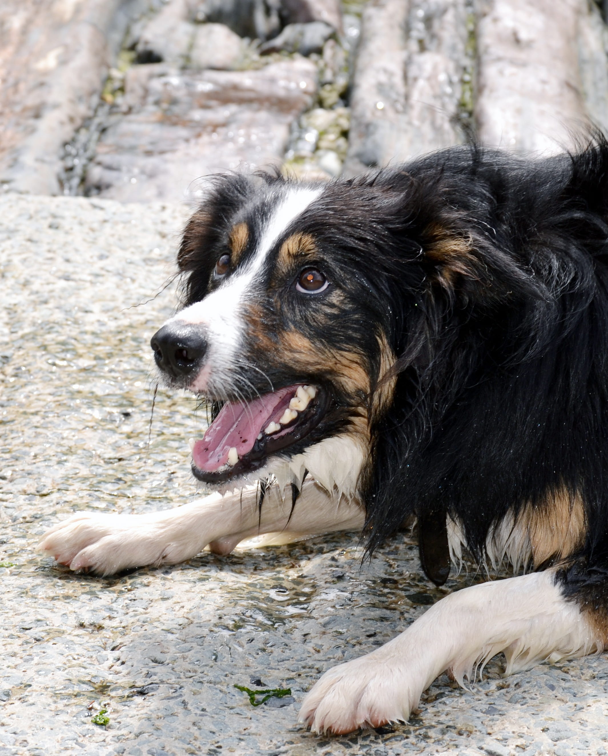 focus on foreground, no people, looking away, tricolour, collie, vertebrate, land, animal, mouth open, Dog, lying down, black color, outdoors, sticking out tongue, Phone HD Wallpaper