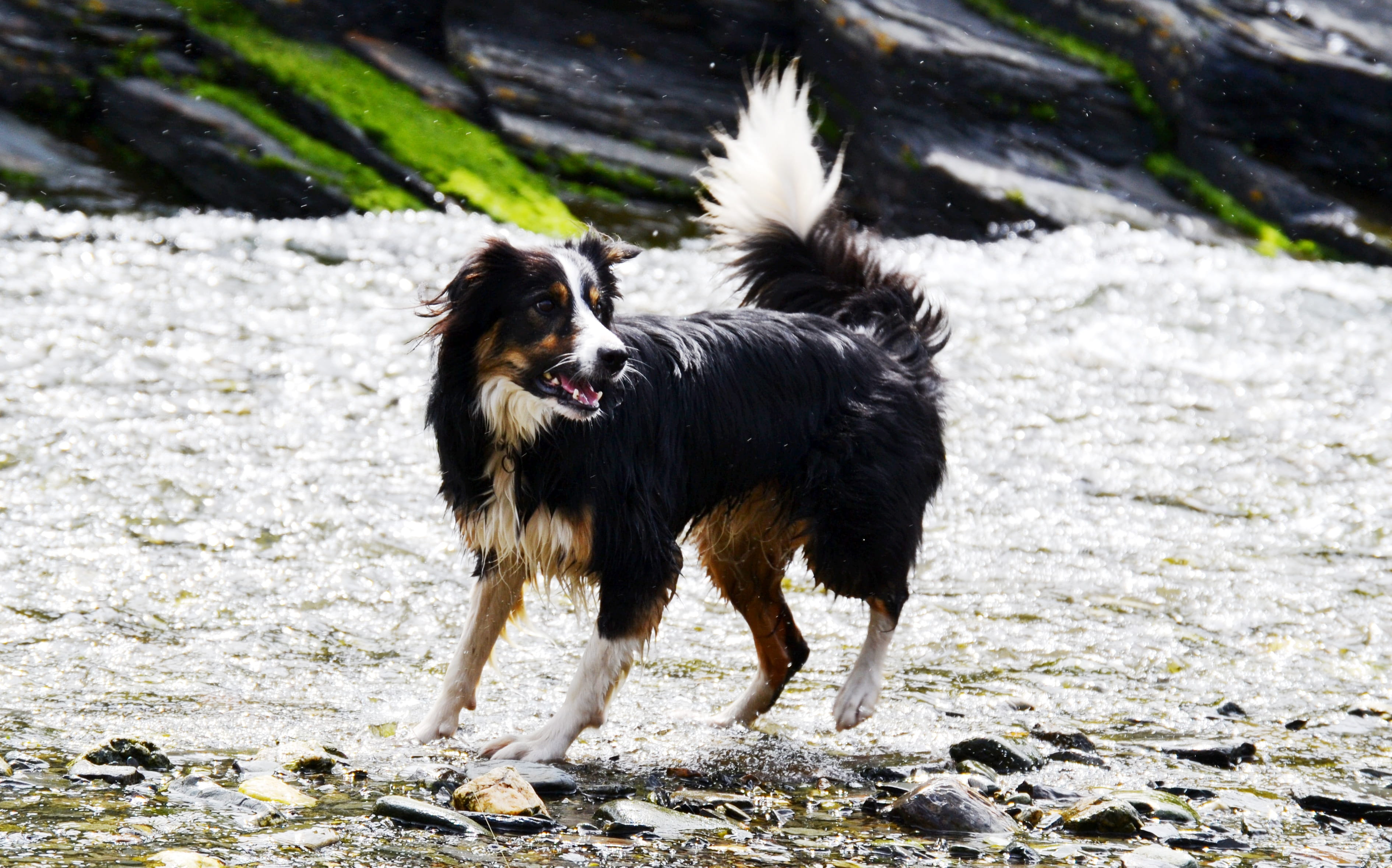 water, Dog, Border Collie, mammal, one animal, canine, animal, animal themes, tricolour, pets, focus on foreground, no people, solid, motion, pet, day, HD Wallpaper