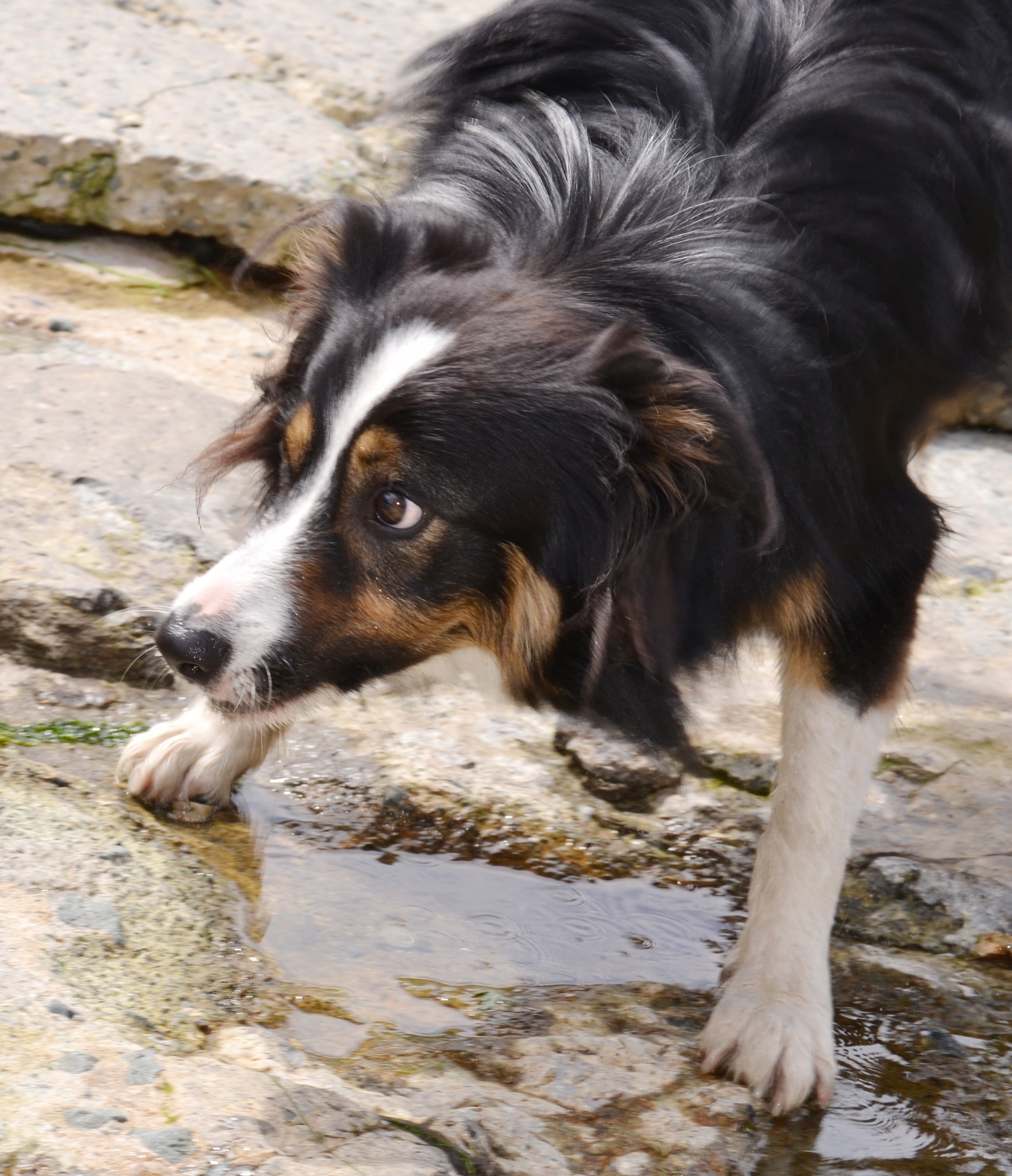 animal themes, mammal, playing, animal, high angle view, no people, domestic animals, pets, close-up, canine, domestic, dog, day, looking away, border collie, Phone HD Wallpaper