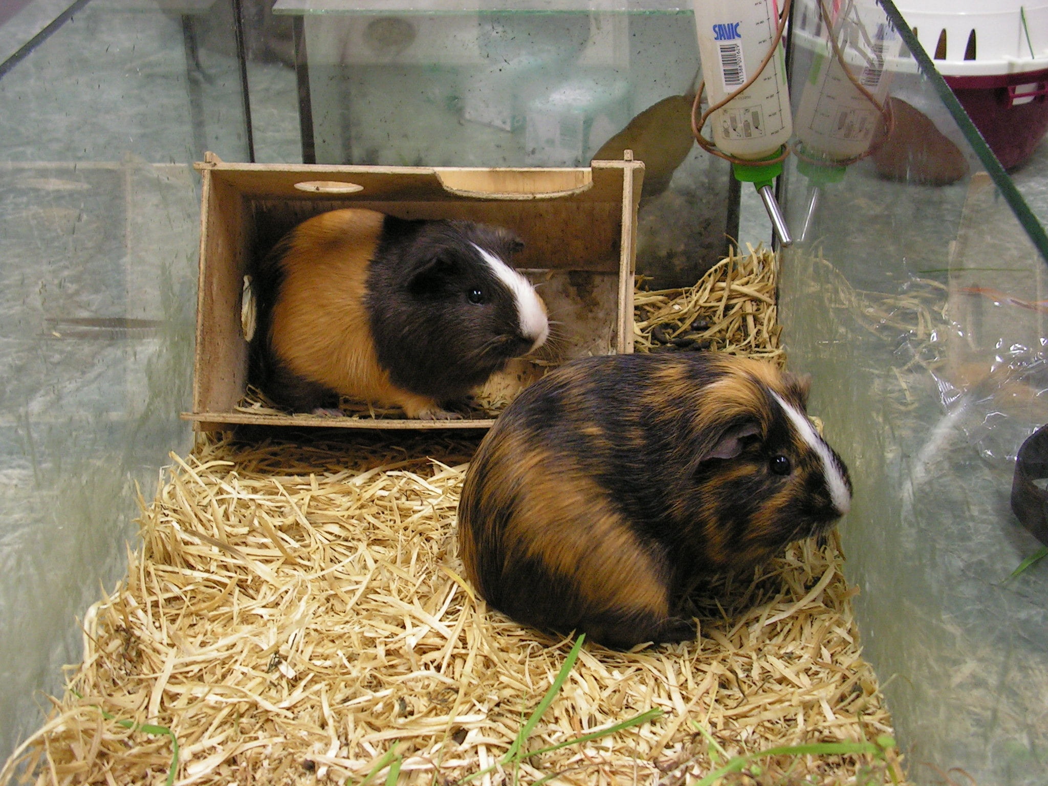 no people, guinea pigs, nature, hay, animal wildlife, tricolour, animal family, herbivorous, aquarium, plant, rodent, close-up, animal themes, 1080P, animal, HD Wallpaper