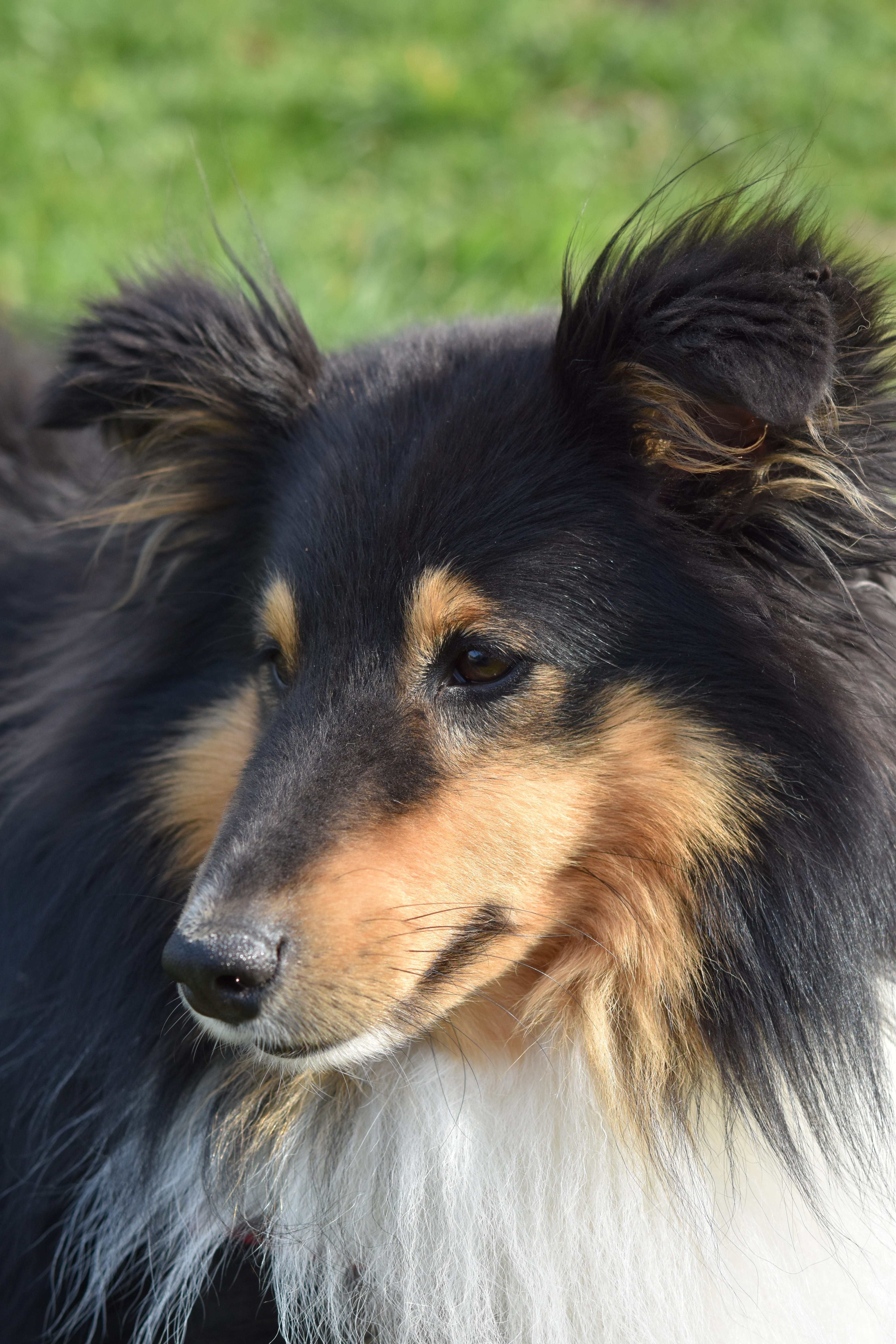 day, long snout, dog shetland sheepdog, snout, 5K, close-up, domestic animals, shetland sheepdog tricolour, looking, herding dog, no people, domestic, Phone HD Wallpaper