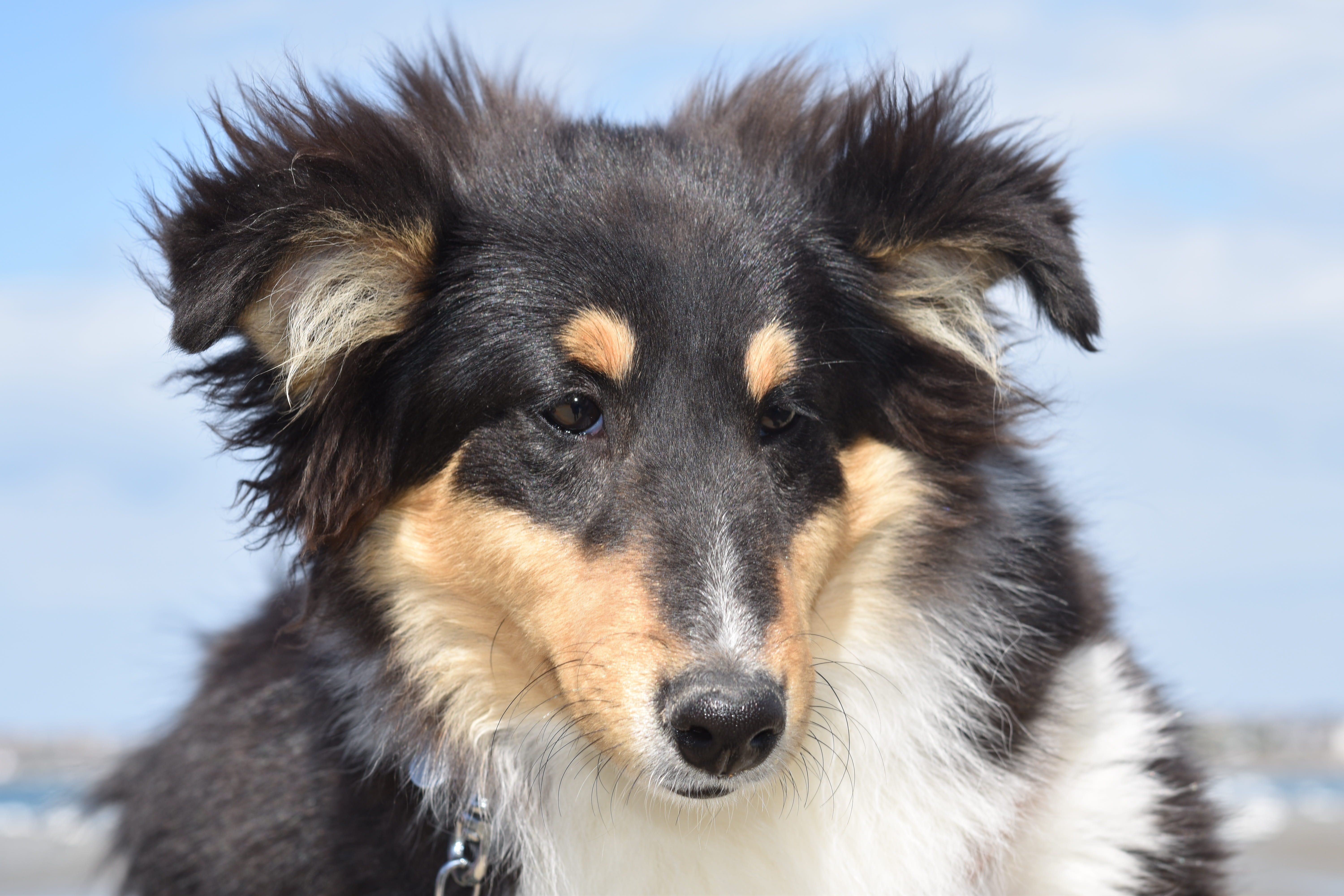 companion, mammal, pets, dog shetland sheepdog, dog me love, german shepherd, portrait of shetland sheepdog, male, animal head, alertness, vertebrate, doggie, HD Wallpaper