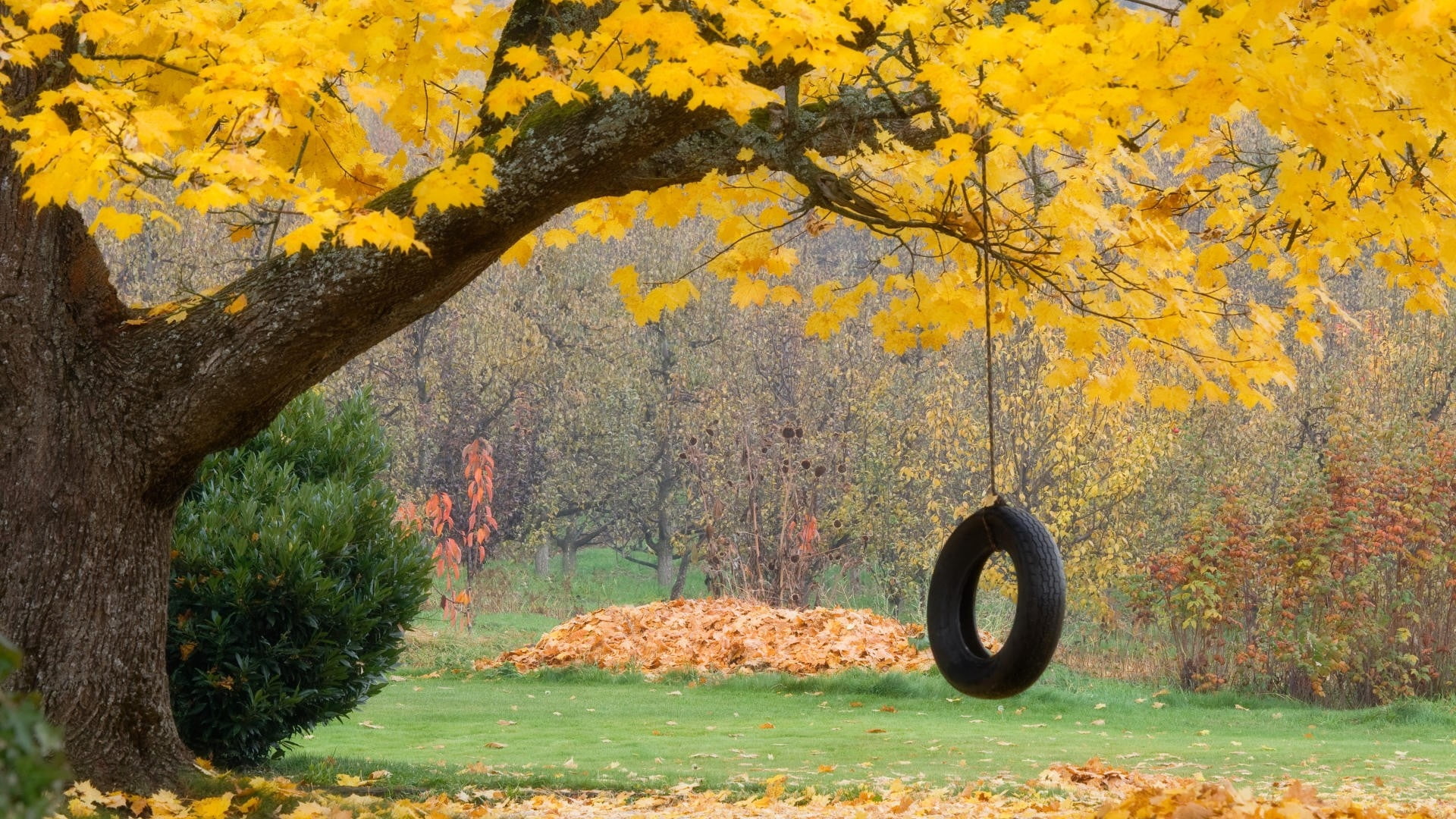 plant part, leaves, change, lush Foliage, rural Scene, tranquil scene, branch, swing, vibrant Color, wheel, nature, october, autumn, plant, maple, landscape, HD Wallpaper