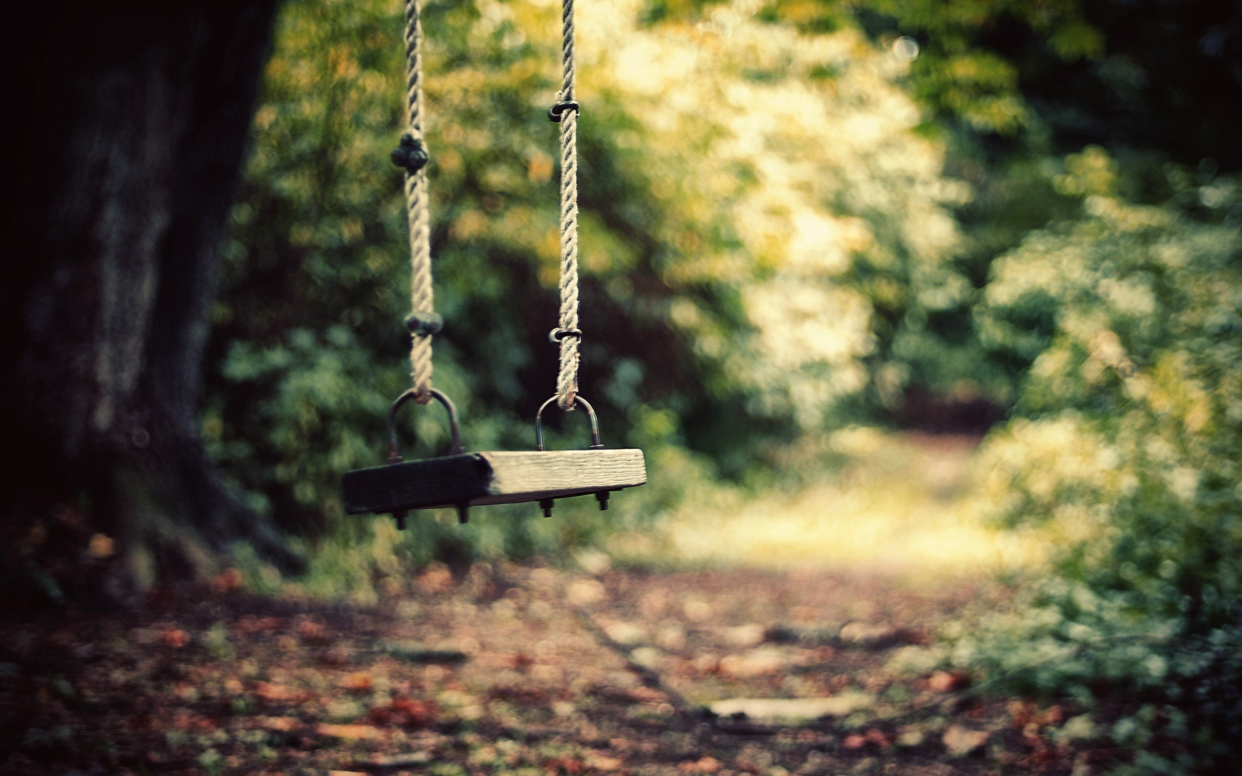 summer, nature, day, green Color, absence, trees, fun, swing, park - Man Made Space, land, autumn, chain, metal, white, hanging, playground, tree, roped, HD Wallpaper