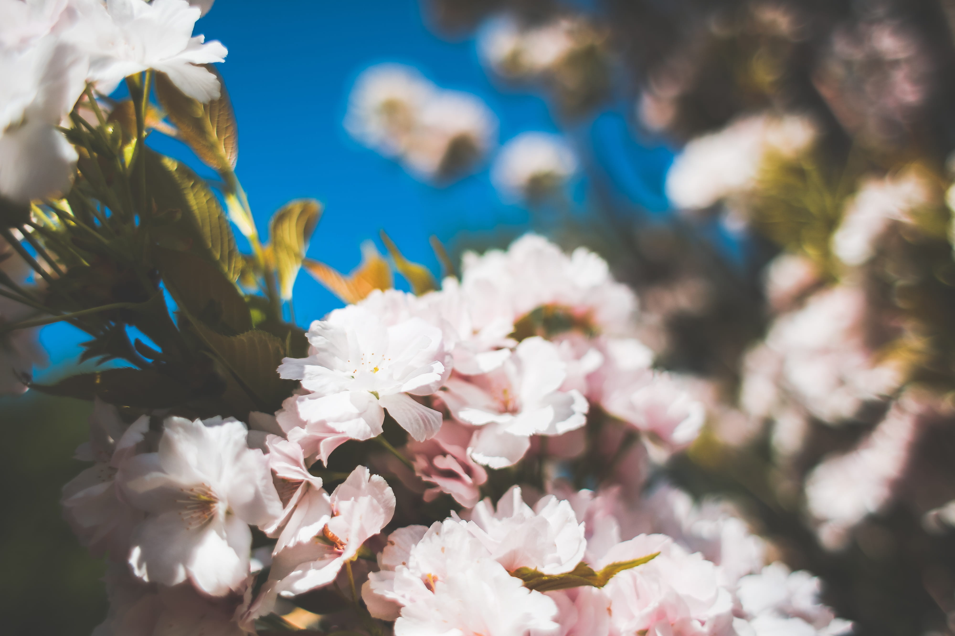 Garden, close-up, 4K, day, tree, focus on foreground, blooms, white color, blossom, beauty In Nature, sunlight, Fairytales, no people, branch, plant, flower, HD Wallpaper
