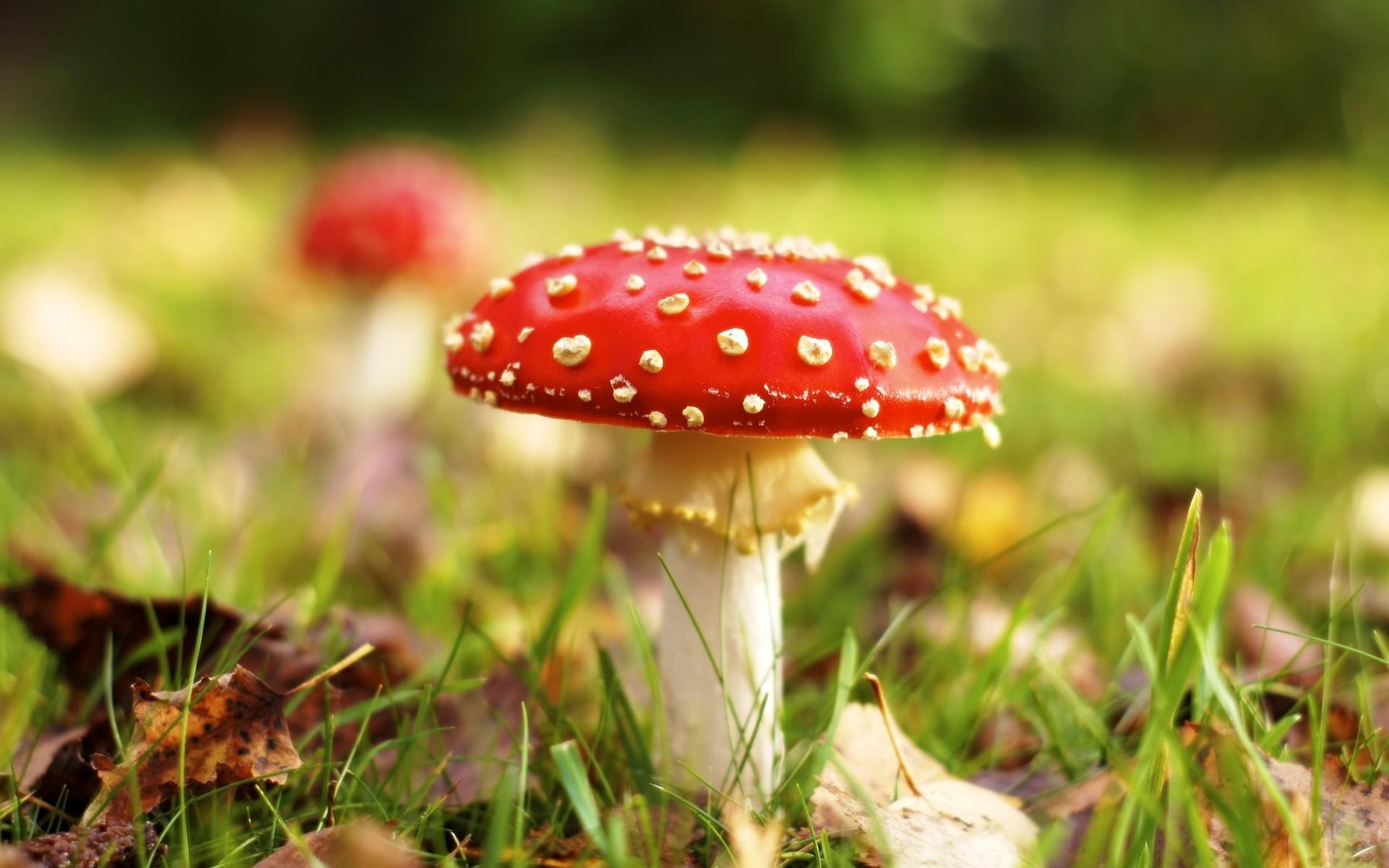 macro, leaves, 3d and abstract, mushroom, meadow, 1080P, fly agaric, nature, grass, fairytale, green, HD Wallpaper