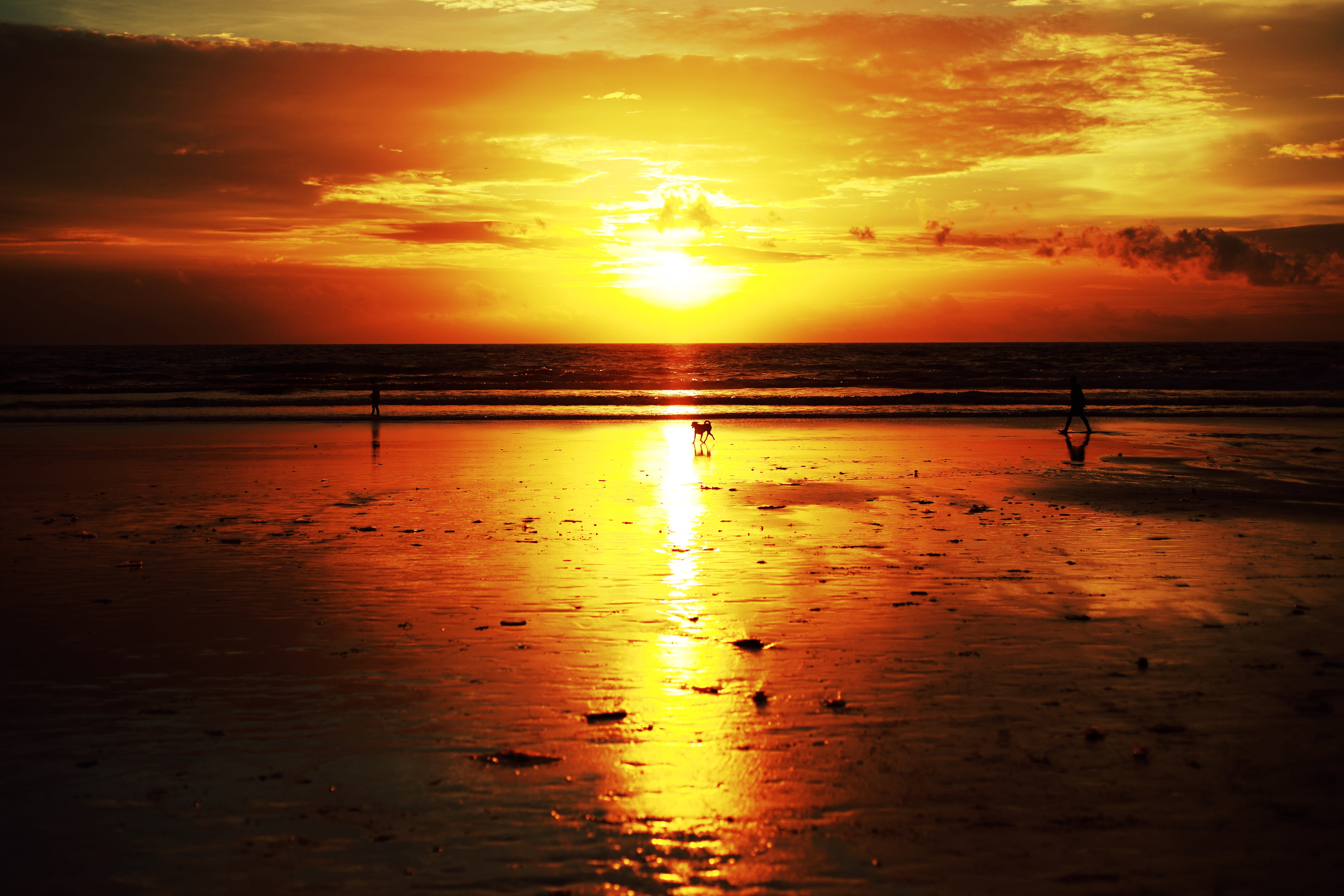 5K, seminyak, cloud - sky, walking, sea, horizon over water, sun, scenics - nature, idyllic, clouds, indonesia, sunlight, beauty in nature, horizon, dog, HD Wallpaper