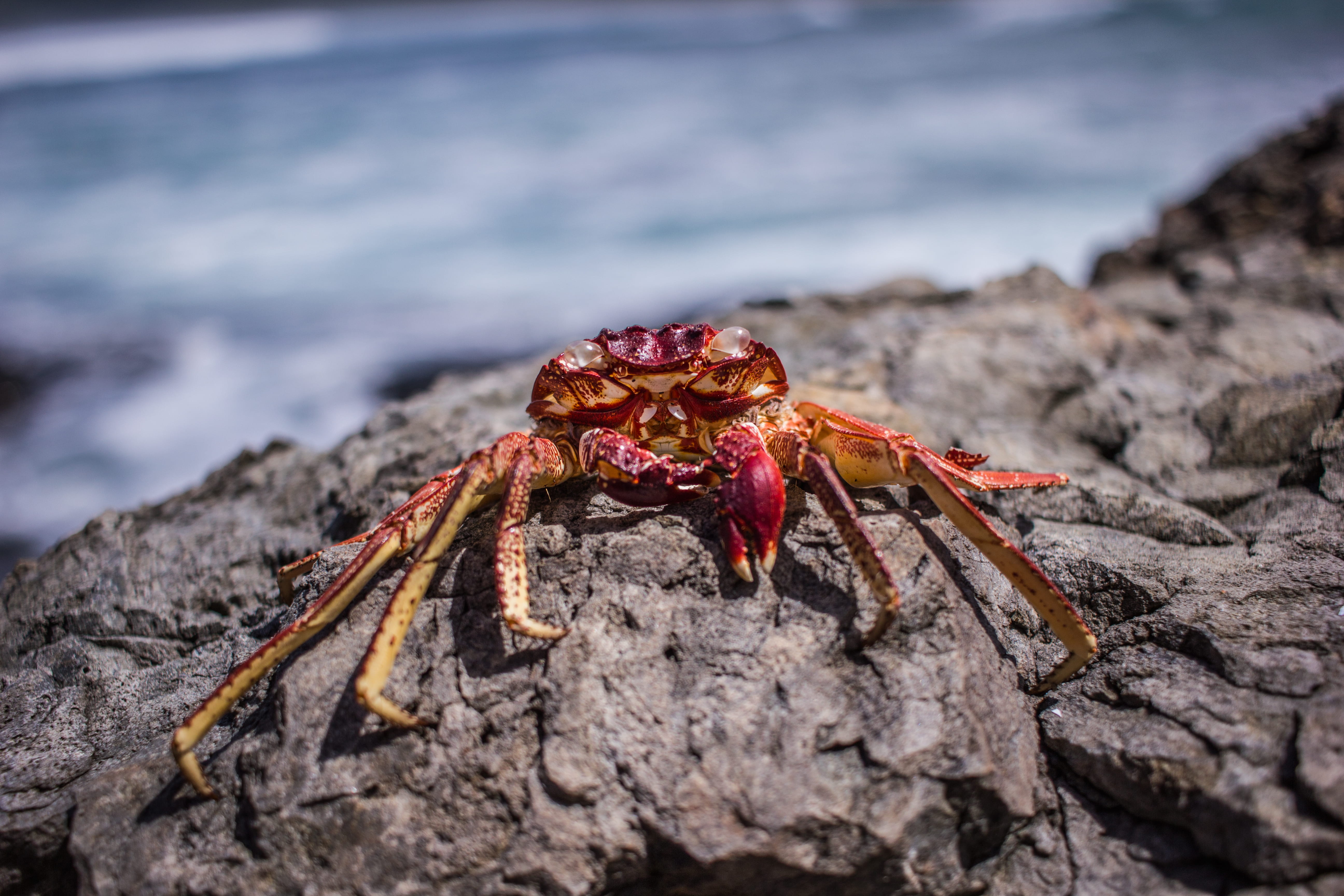 crab, kuta, animals in the wild, summer, sea life, marine, asia, water, sea, one animal, solid, outdoors, stone, nature, rock, no people, indonesia, crustacean, HD Wallpaper