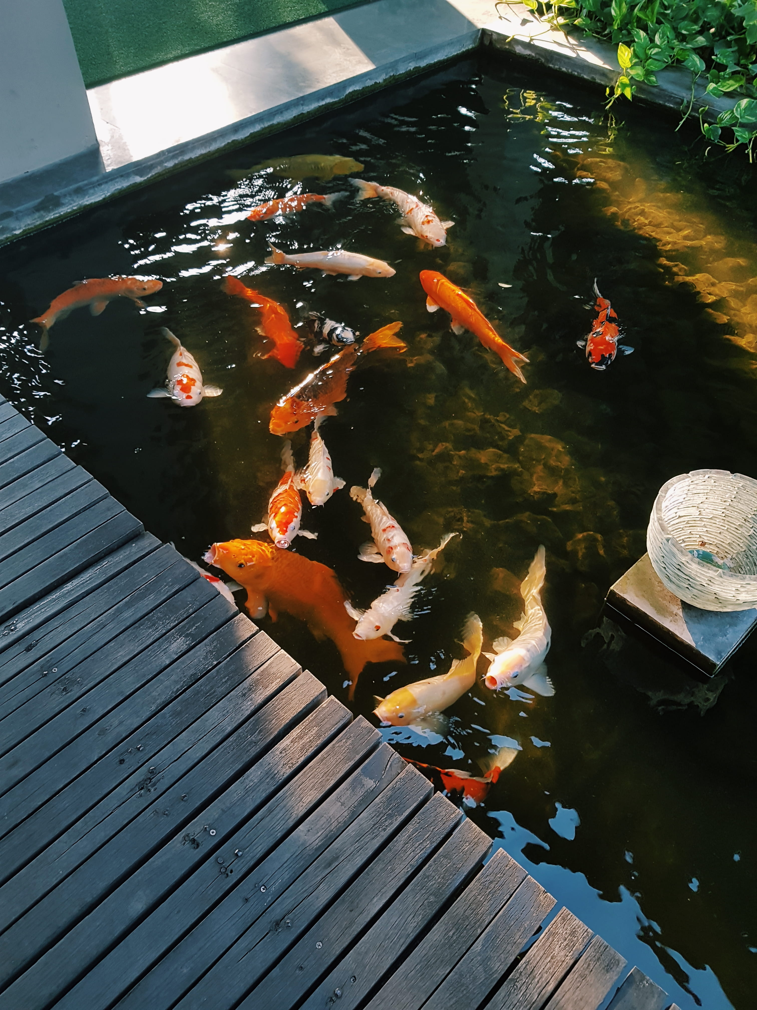 orange color, nature, lake, outdoors, jl. melasti gg artika, fish, marine, animal themes, high angle view, animal wildlife, no people, 4K, animal, koi carp, Phone HD Wallpaper