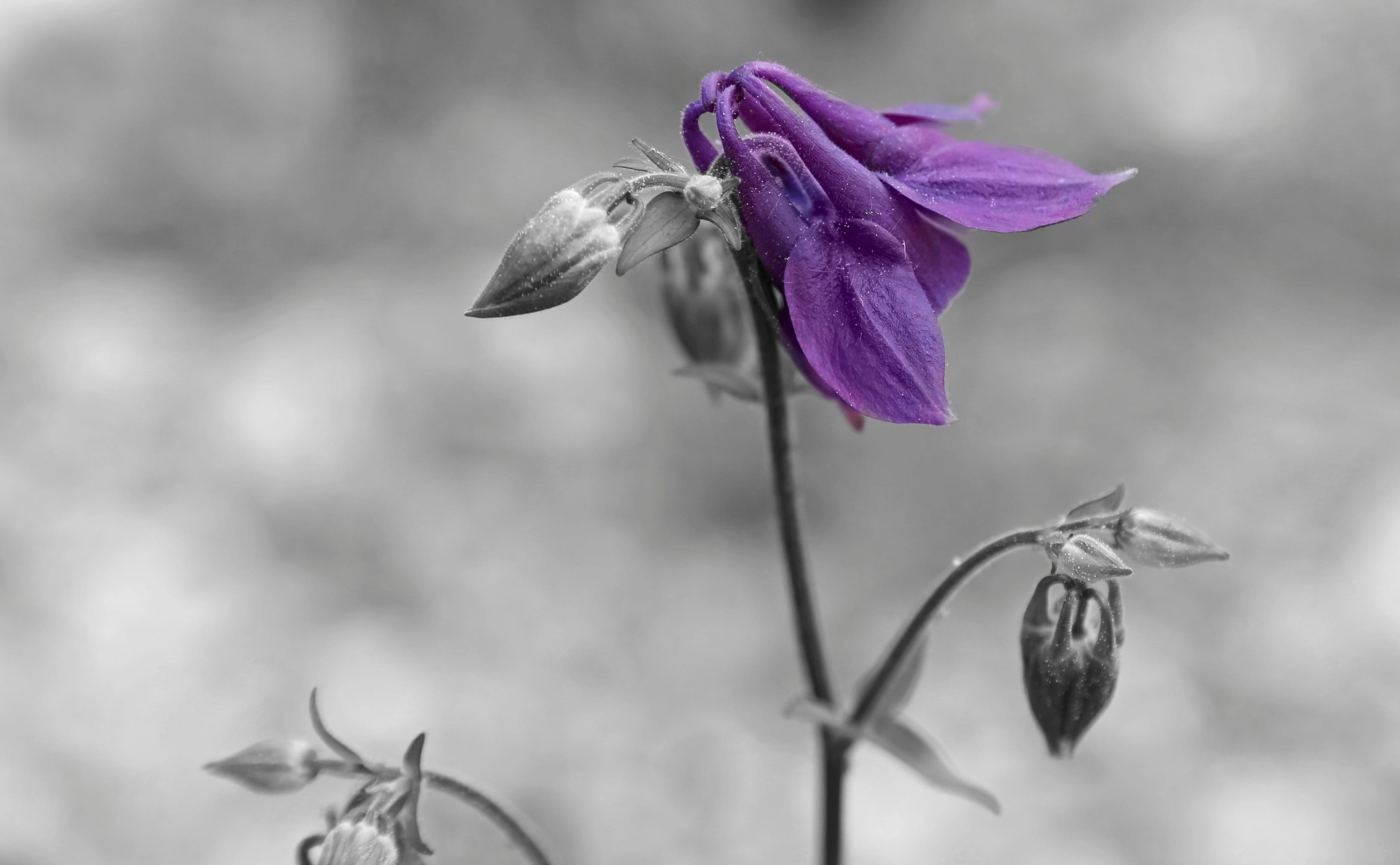 purity, focus on foreground, fragility, beauty in nature, autumn, photography, purple, no people, inflorescence, flower, abstract, blossom, nature, leaf, HD Wallpaper