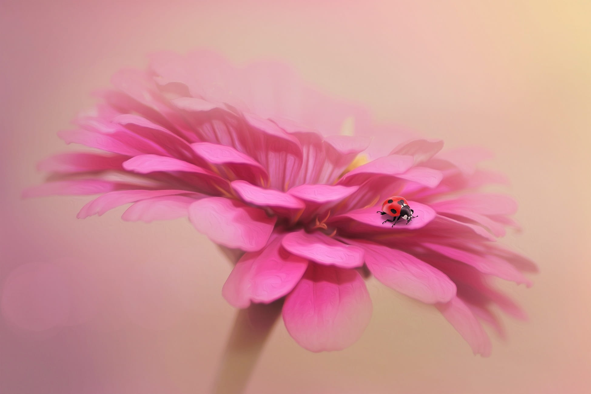 close-up, inflorescence, close, flower, small, studio shot, petal, red, plant, structure, bloom, blossom, 1080P, beauty in nature, fantasy, HD Wallpaper
