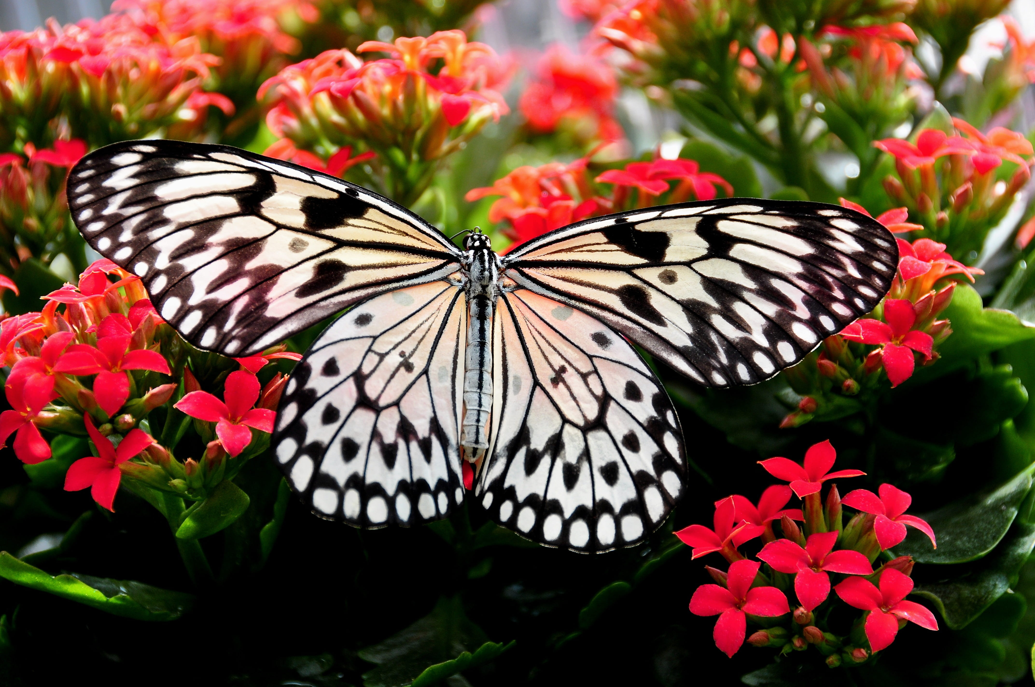 closeup, kite, petal, white, animal themes, detail, invertebrate, animal wing, animal, one animal, flowering plant, garden, freshness, red, flower, white tree nymph, HD Wallpaper