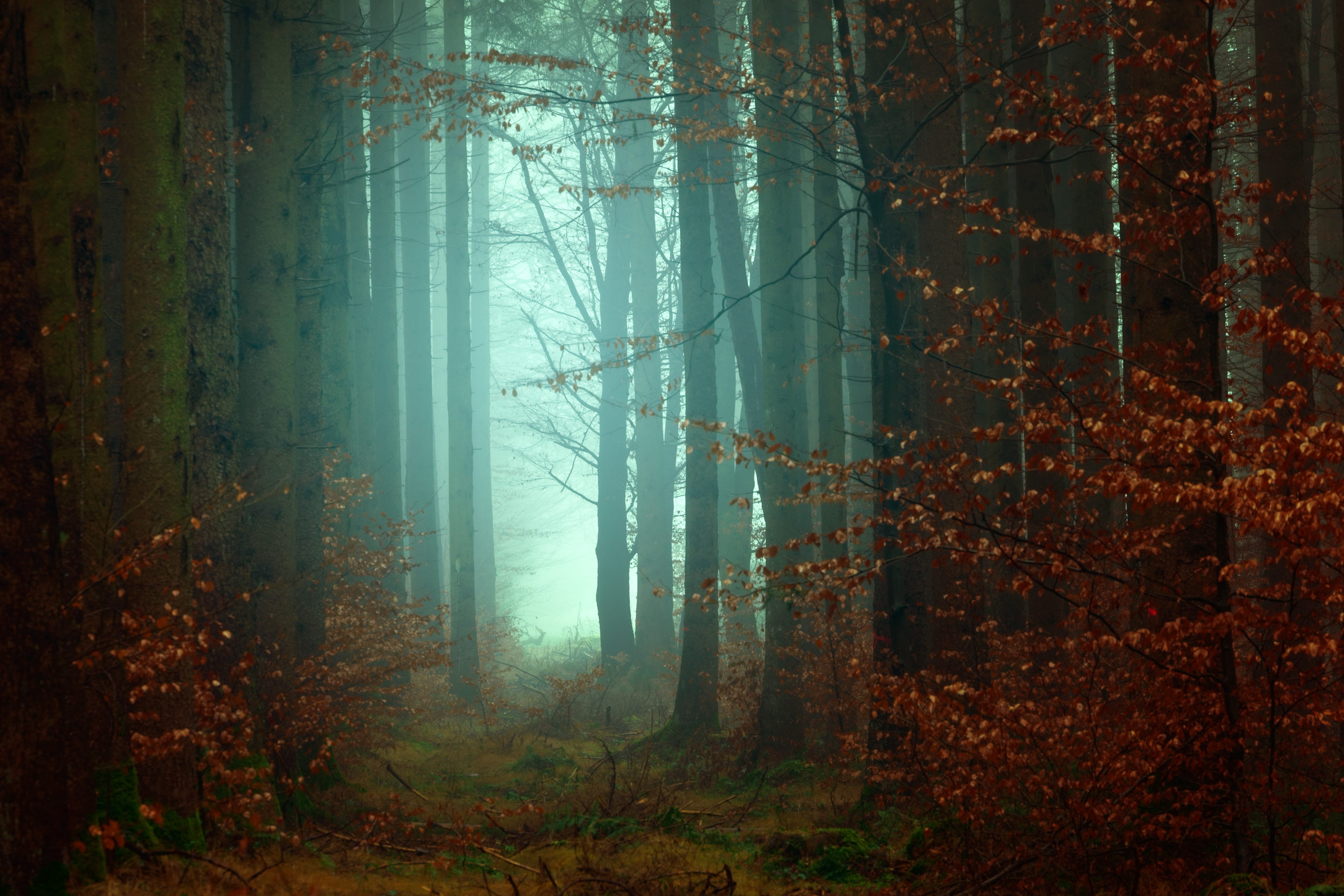 tranquility, nature, twilight, foggy, forest, nymph, blue, wood, afraid, growth, red, no people, beauty in nature, trees, horror, land, ominou, environment, HD Wallpaper