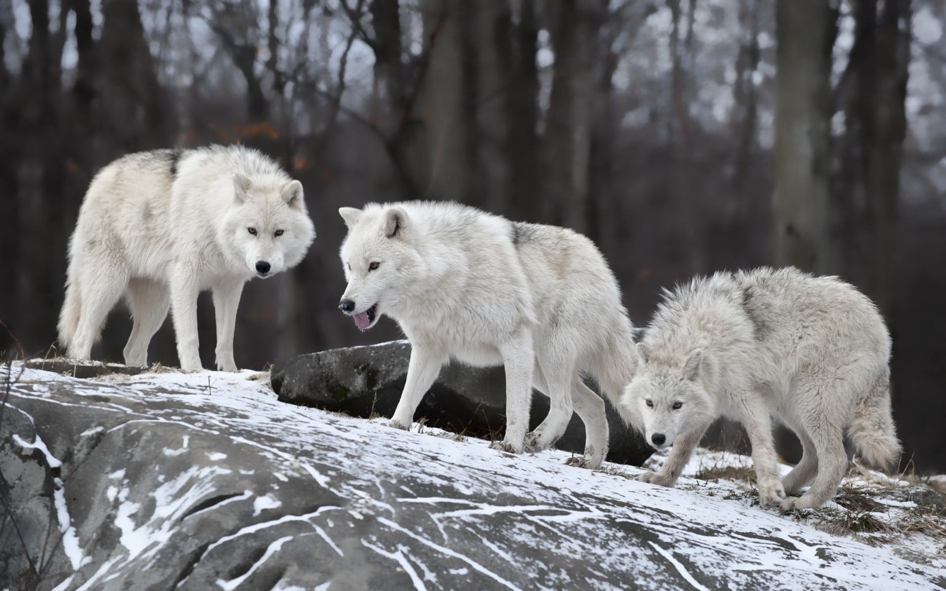 snow, animal family, land, cold temperature, winter, two, group of animals, mammal, white, tree, outdoors, 1080P, nature, white color, vertebrate, animal themes, HD Wallpaper