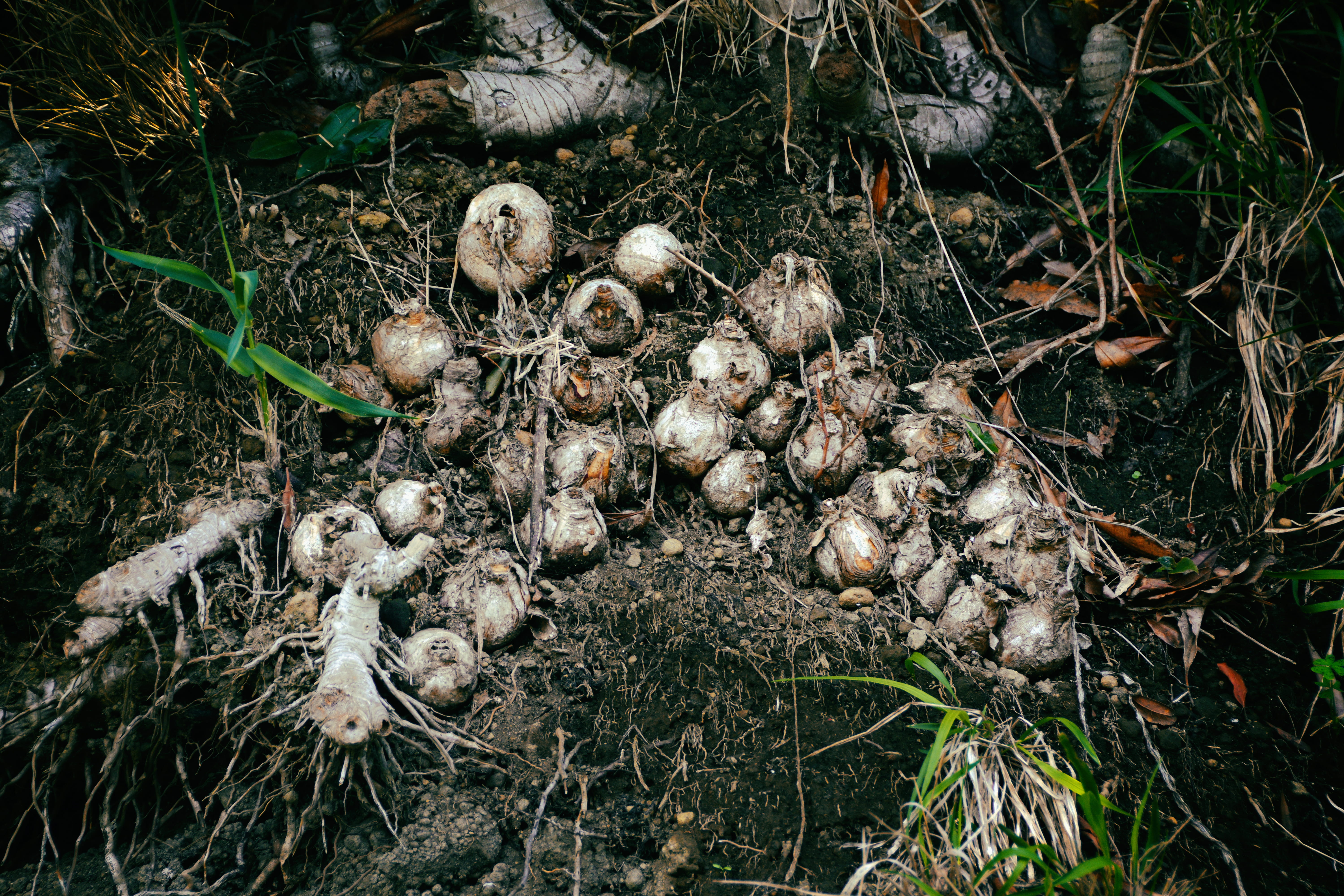fungus, mushroom, toadstool, açores, nature, no people, 5K, freshness, field, close-up, growth, plant, tree, vegetable, portugal, vulnerability, food and drink, HD Wallpaper