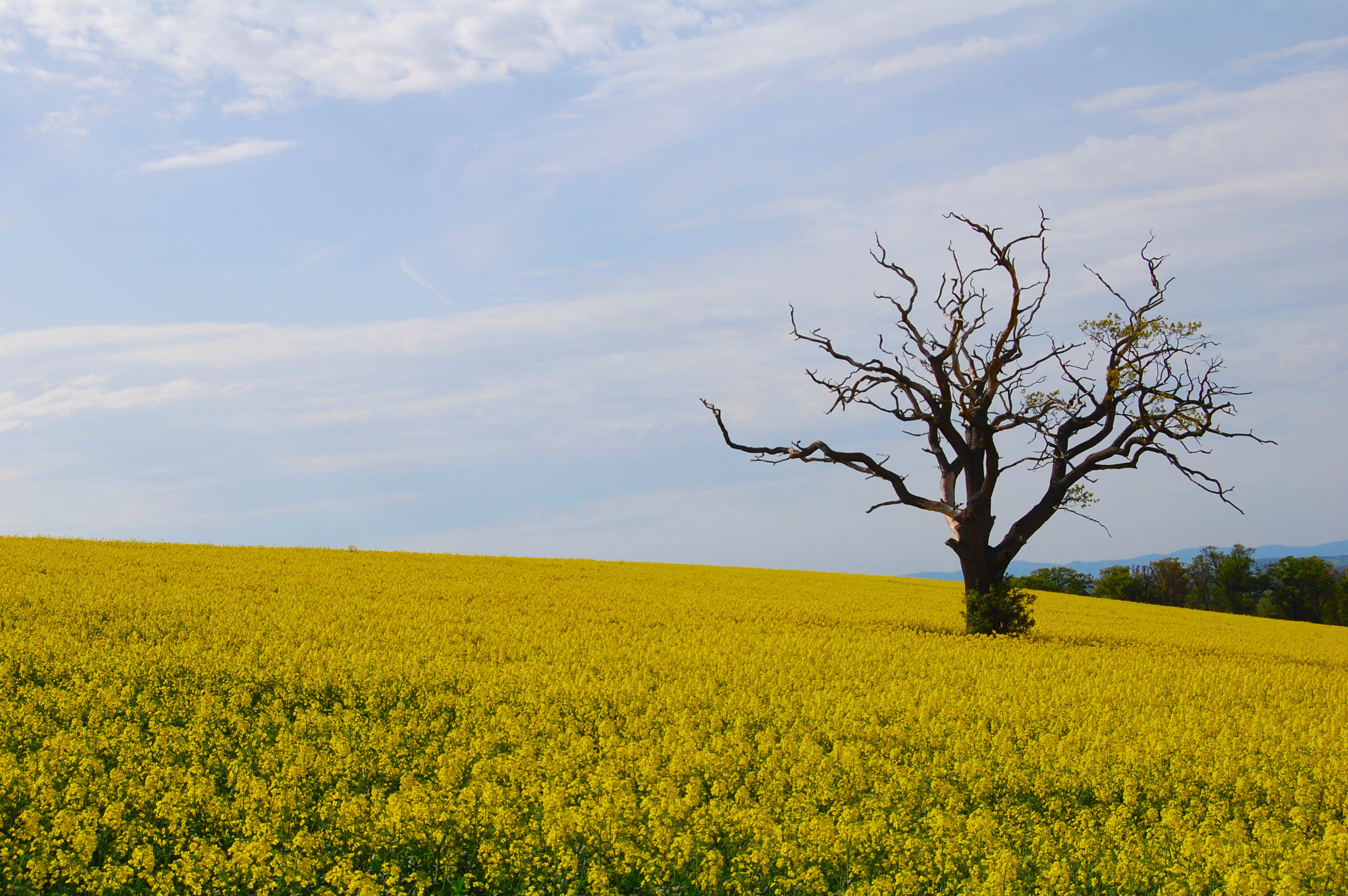 Cheltenham, rapeseed, nature, rural Scene, oilseed Rape, landscape photography, blue, landscape, sky, Nikon  D40, spring, photography, field, Weathered, HD Wallpaper