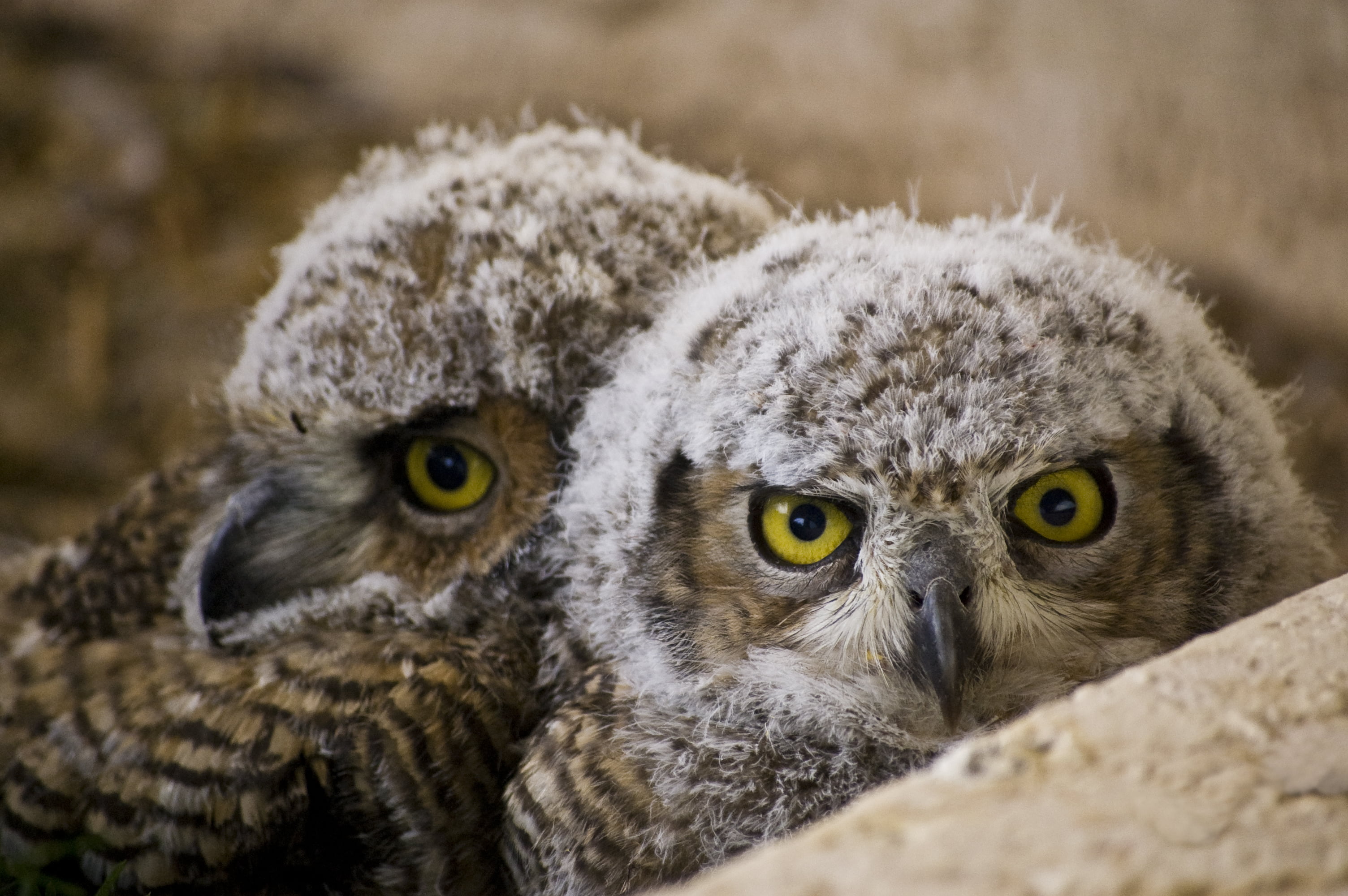 animals Hunting, wise, great horned owl, nikon  d40, 2K, lots, owls, looking, wildlife, bird of Prey, shallow focus, bird, feather, gray, nature, chick, HD Wallpaper