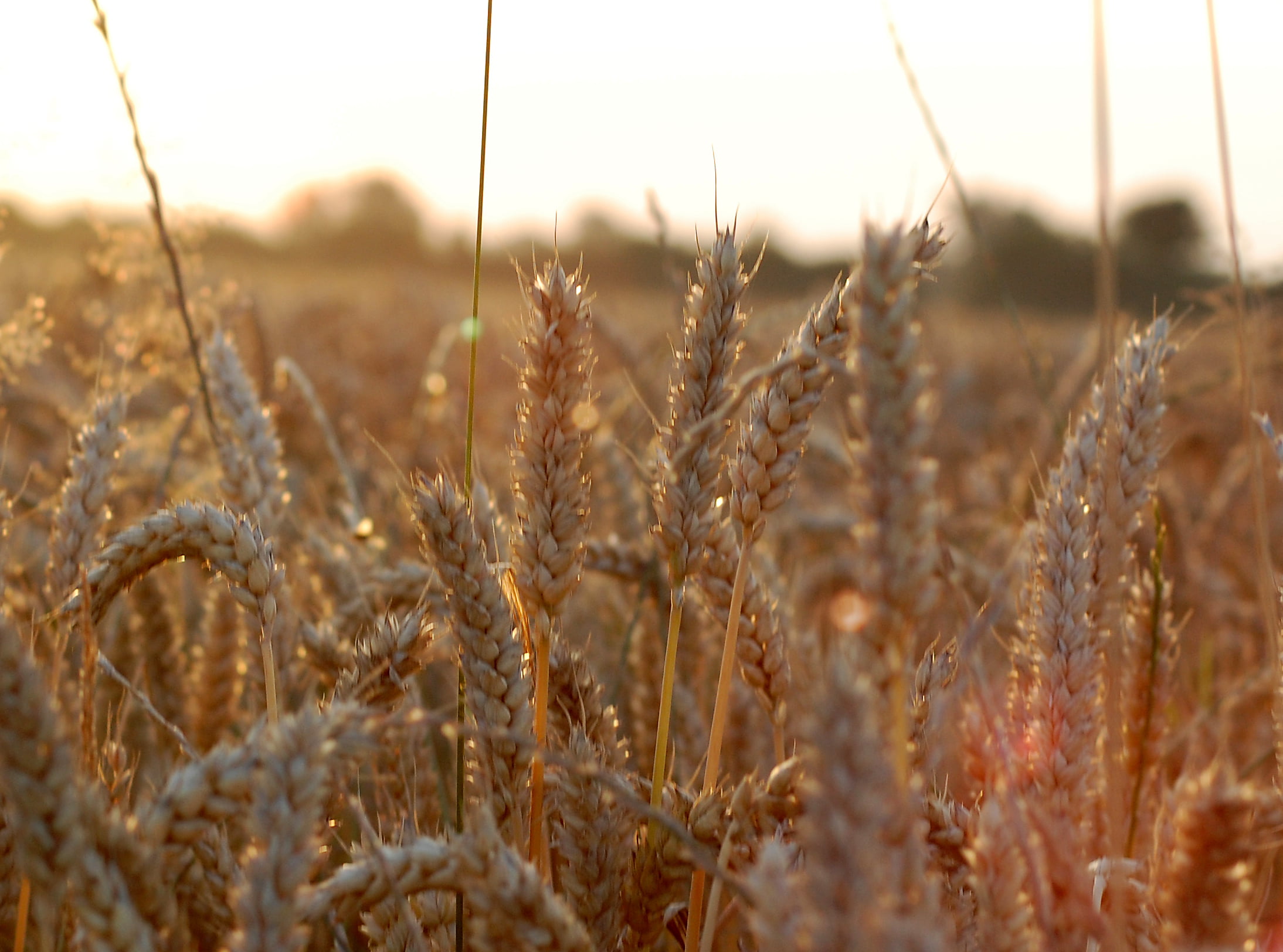 ripe, Nikon D40, Deutschland, farm, brown, Rot, agriculture, Nikon D50, photo, plant, close up, 1080P, outdoors, autumn, close, Good Morning, wheat, seed, HD Wallpaper