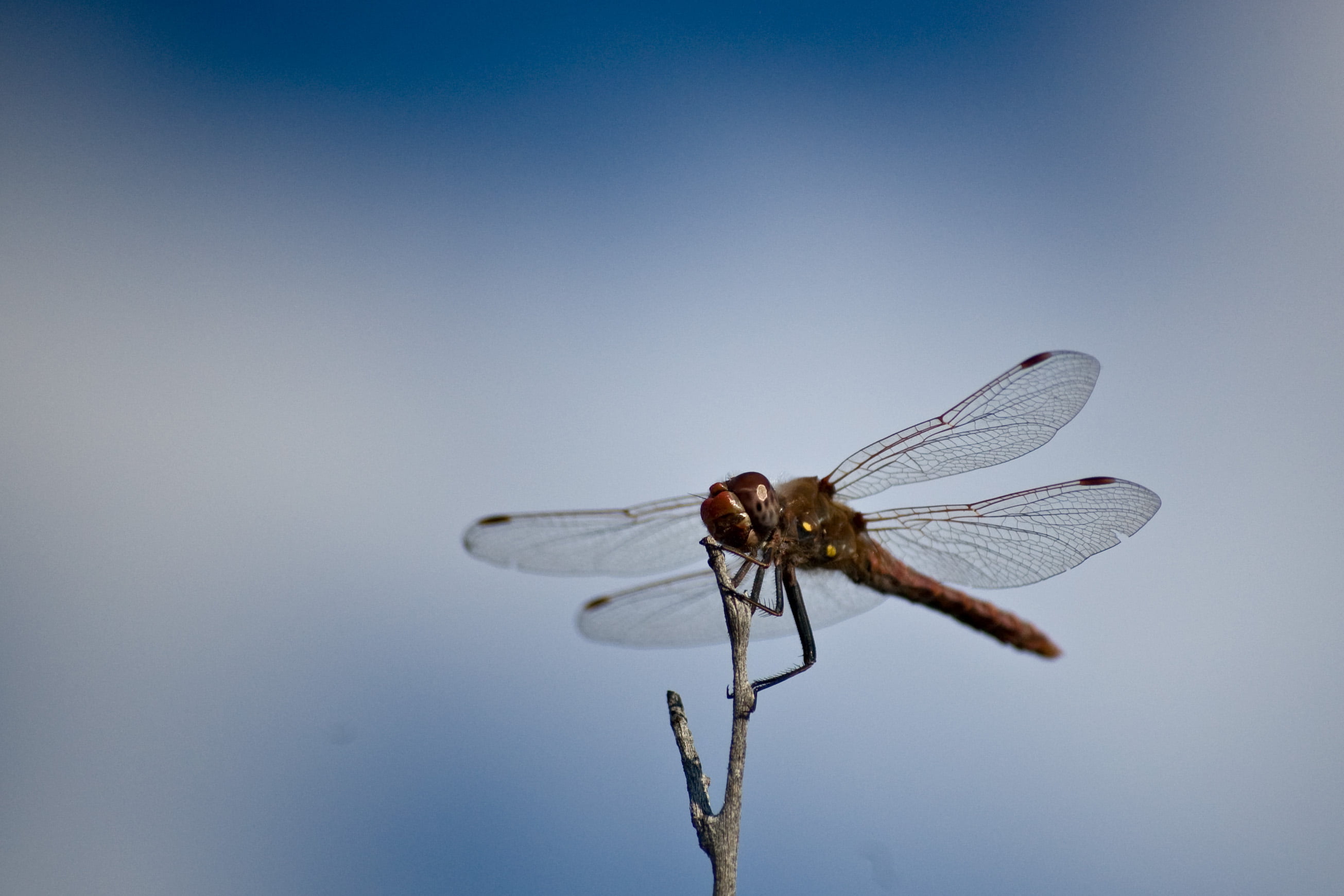 nature, 2K, animal Wing, chiricahua, nikon  d40, macro, Bokeh, friends, ranch, insect, animal, photo, thanks, arizona, closeup, dom, clouds, Sky, Dragonfly, HD Wallpaper