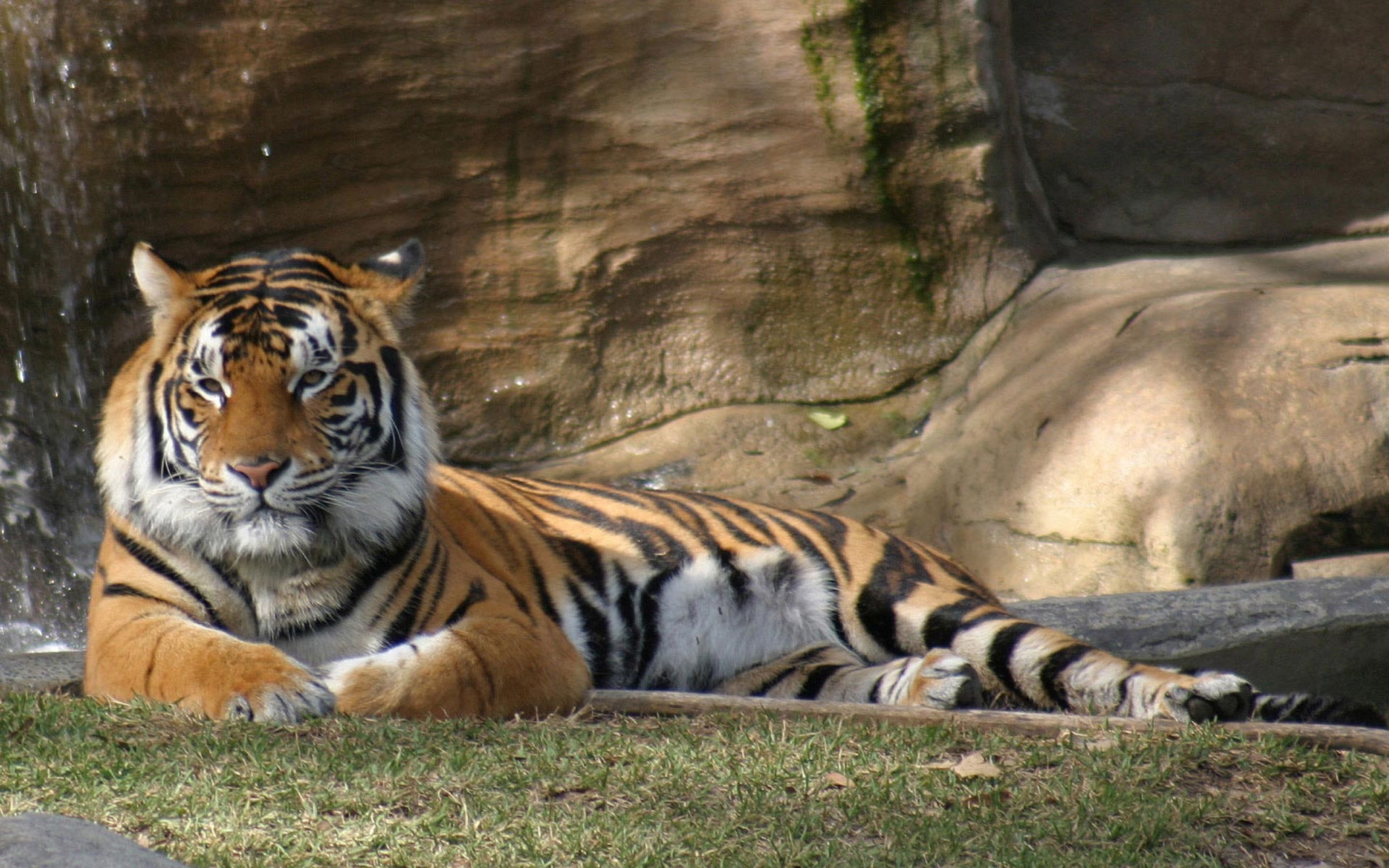 dreamworld, 1080P, tiger, HD Wallpaper