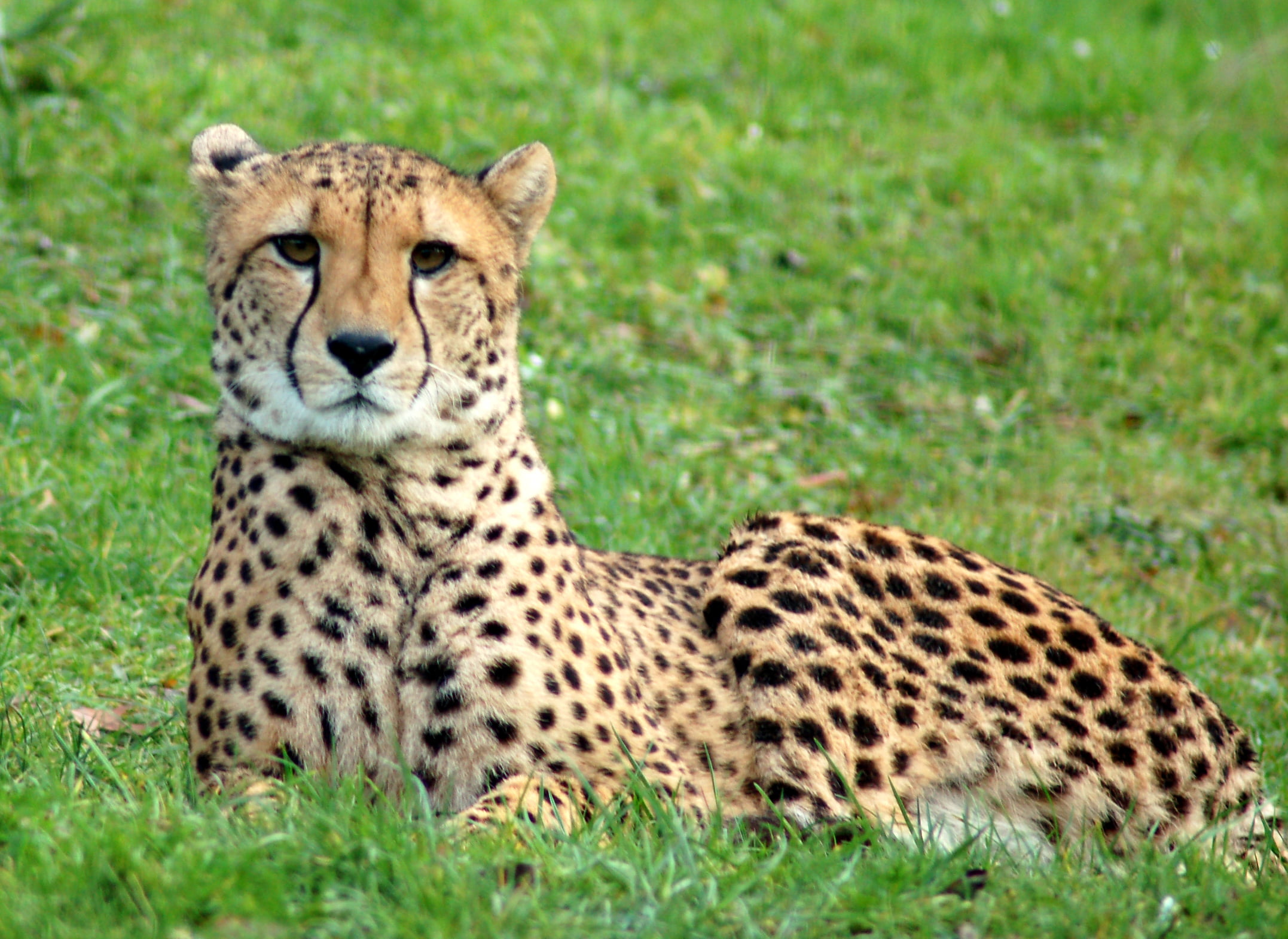 Jaguar, green, Ziege, Pinguin, east Africa, Esel, Deutschland, wildlife, mammal, undomesticated Cat, Tier, animal, feline, Germany, Tierpark, Euregio, Nikon  D40, HD Wallpaper