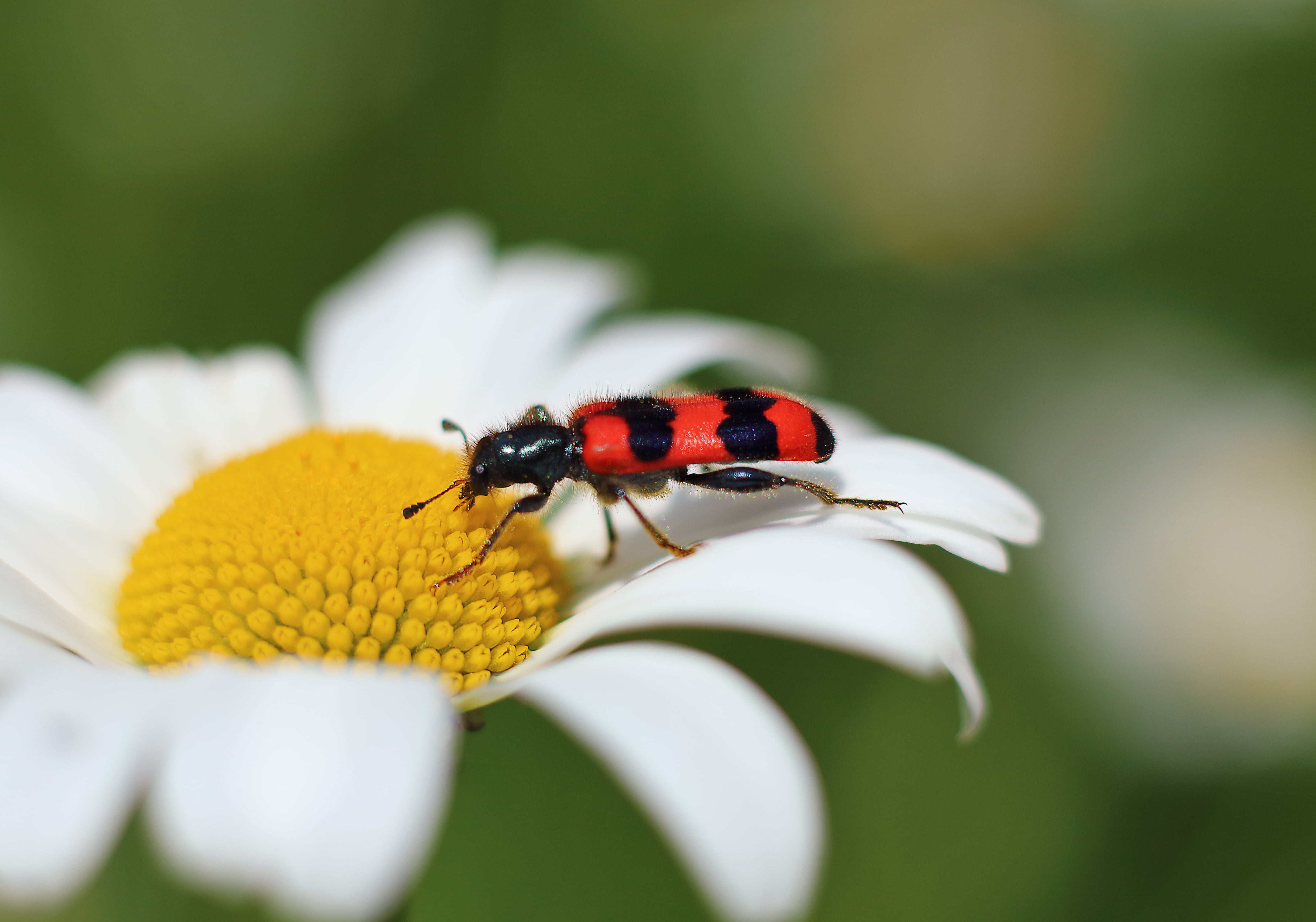 daisy, bug, macro, white daisy, snack, Blume, white, yellow, Käfer, firebug, beetle, red, striped, Wanze, black, photography, dog, 4K, macro photography, HD Wallpaper